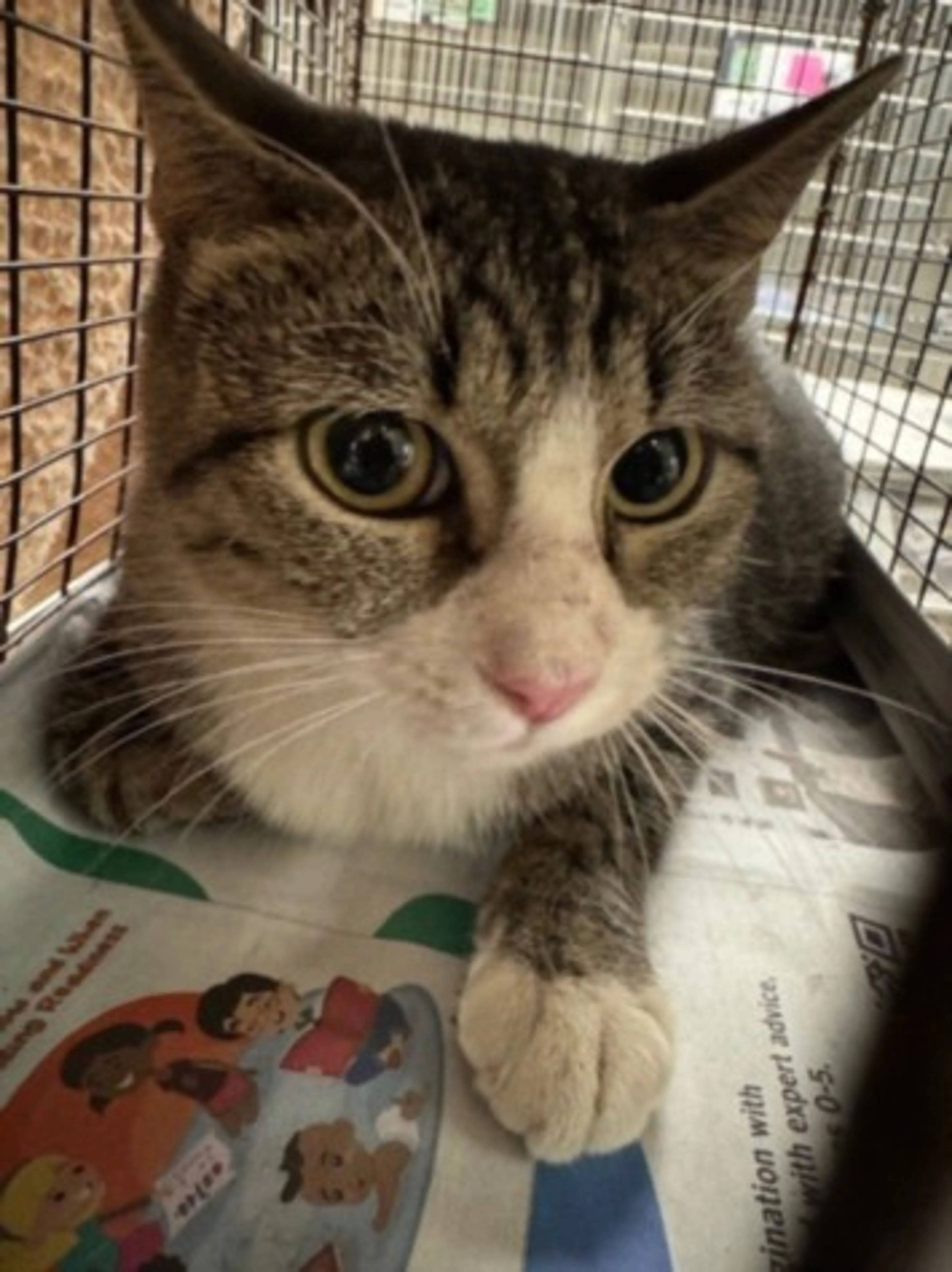 Found pet