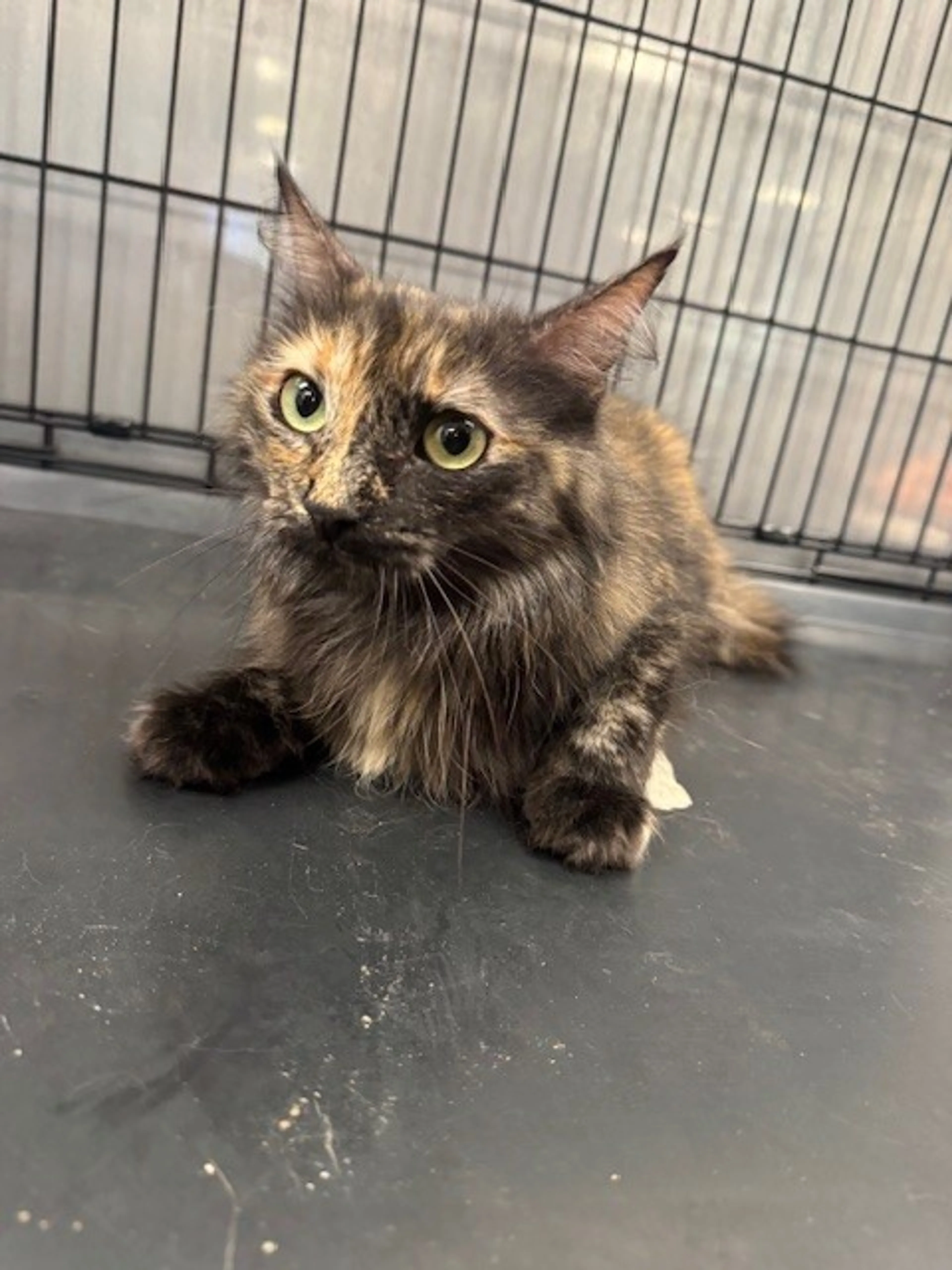 Found pet