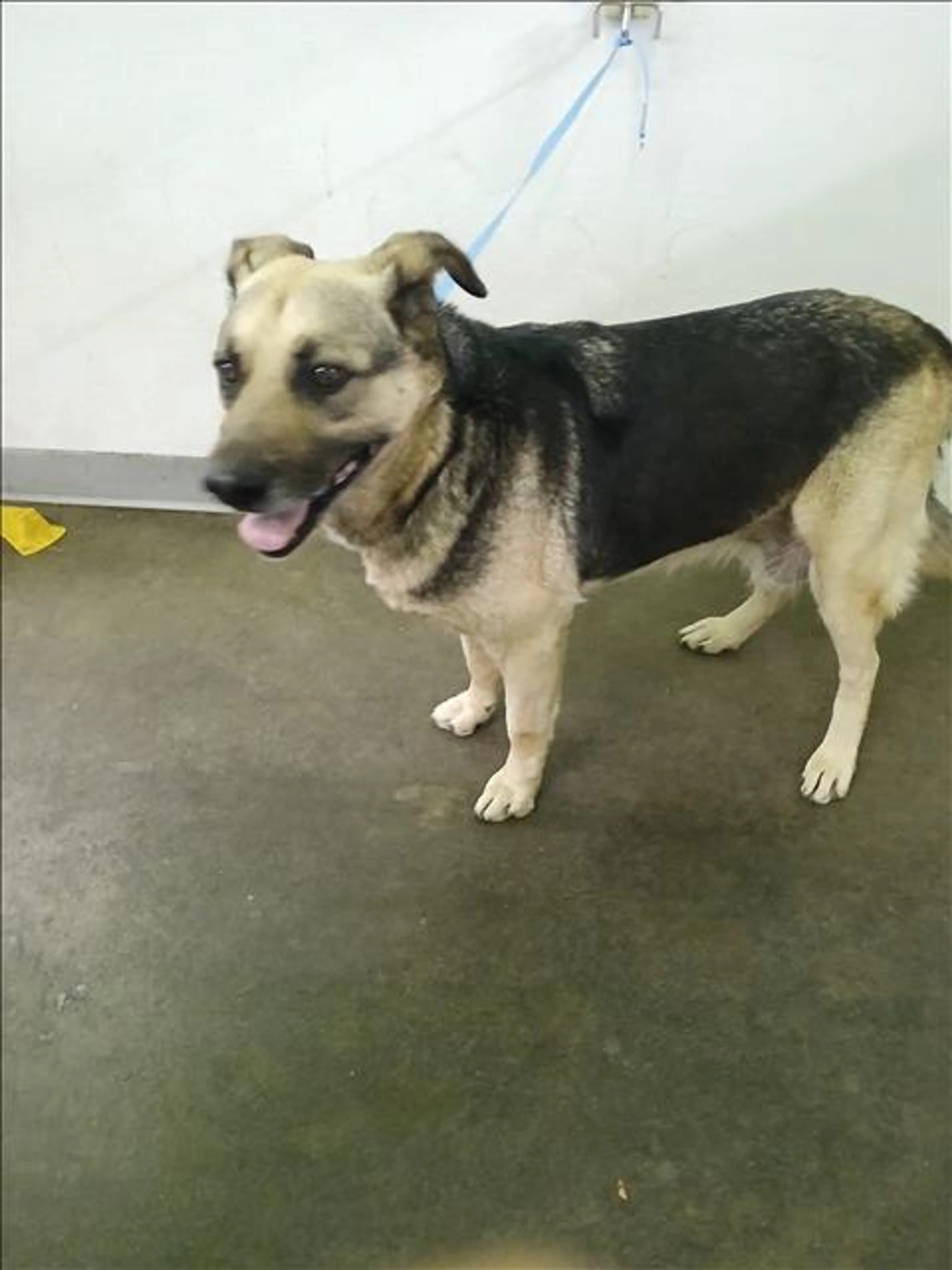 Found pet