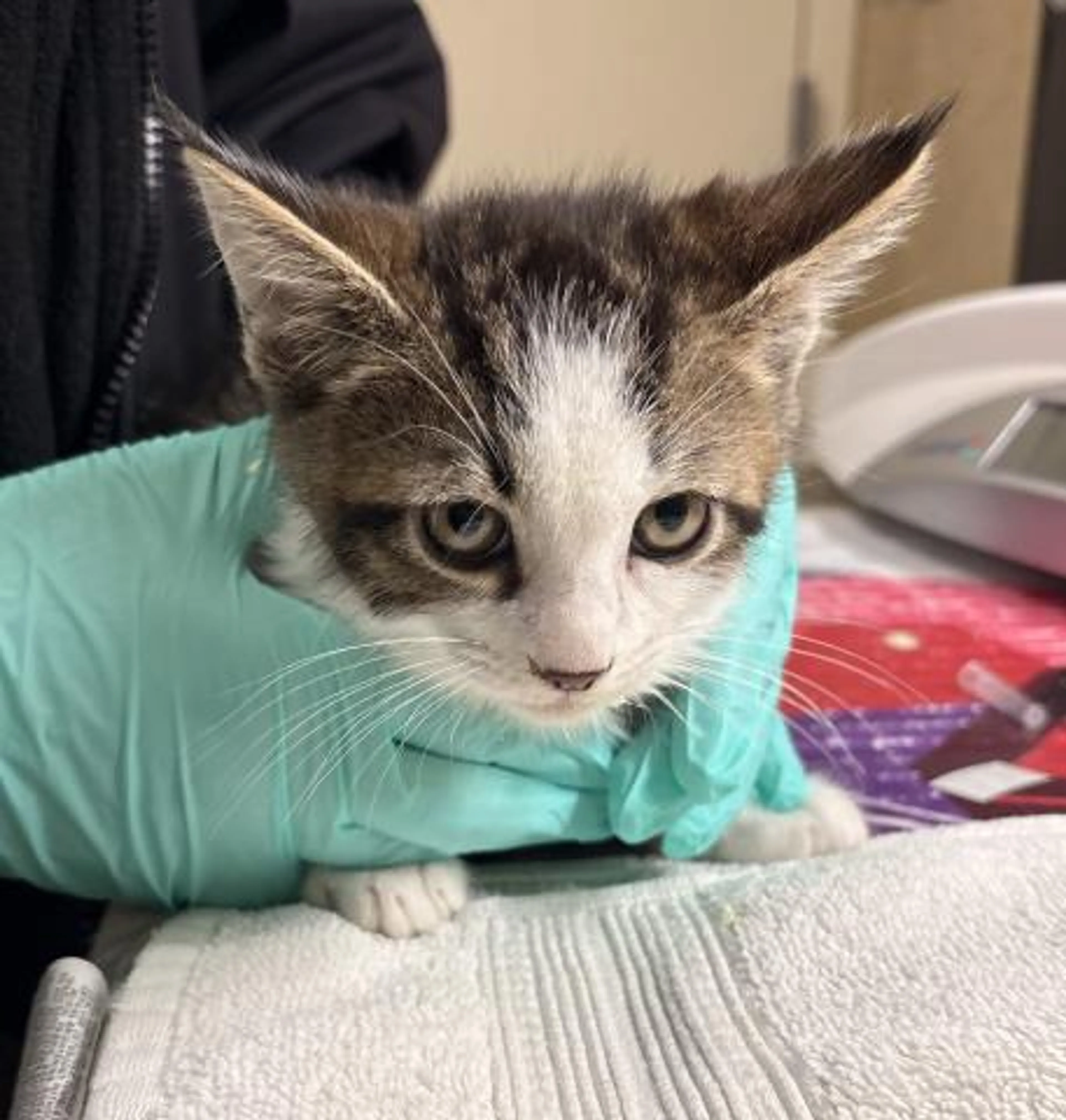 Found pet