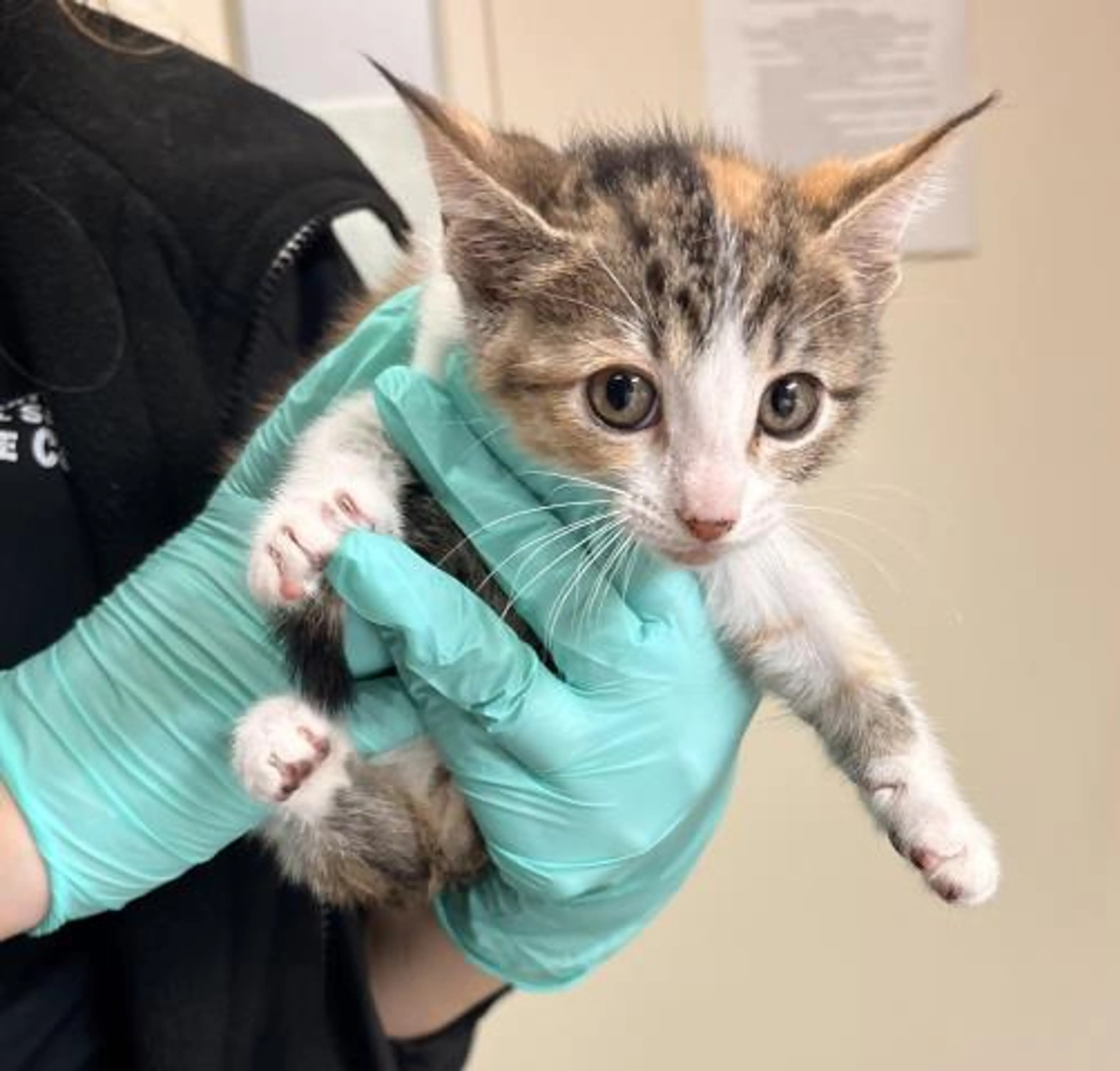 Found pet