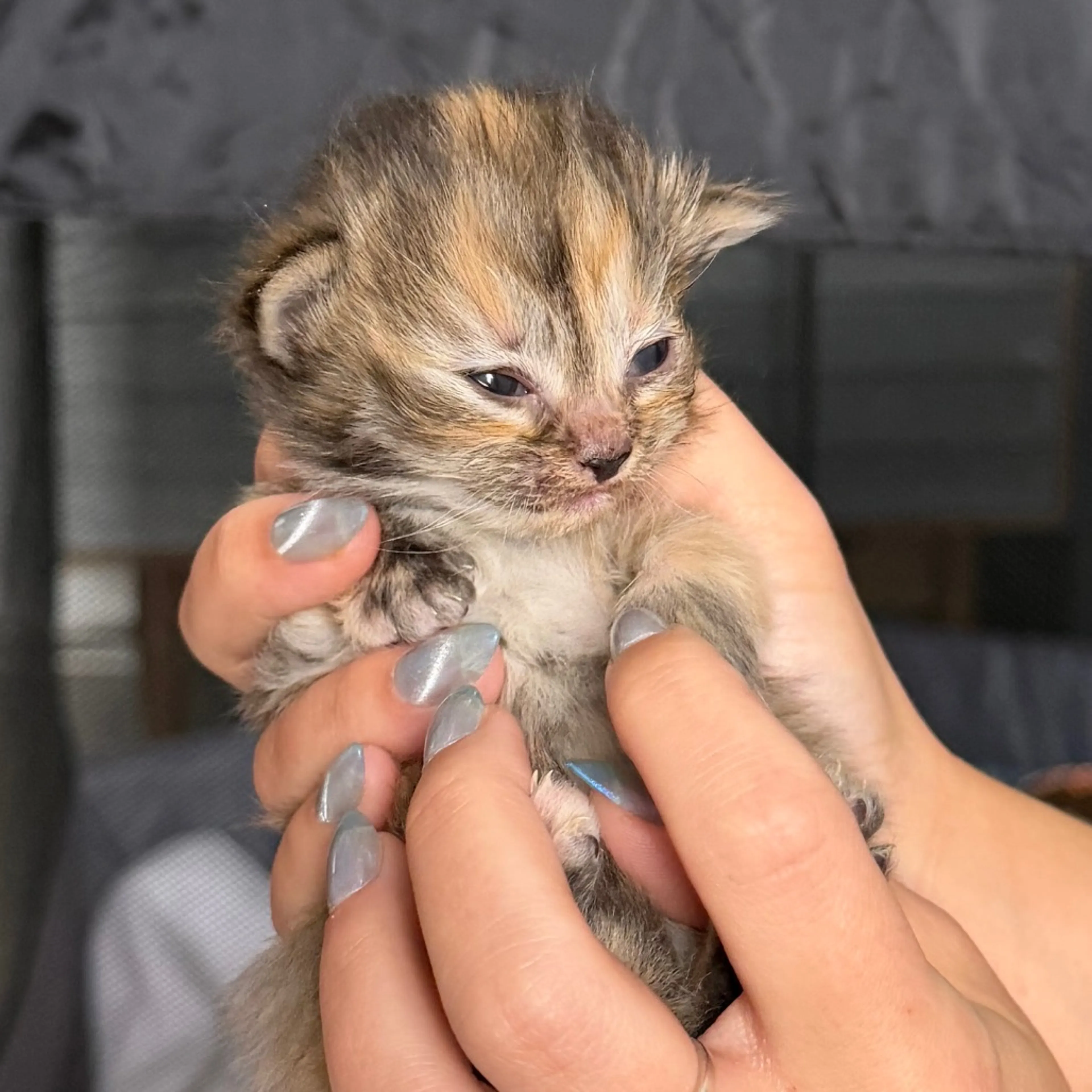 Found pet-2