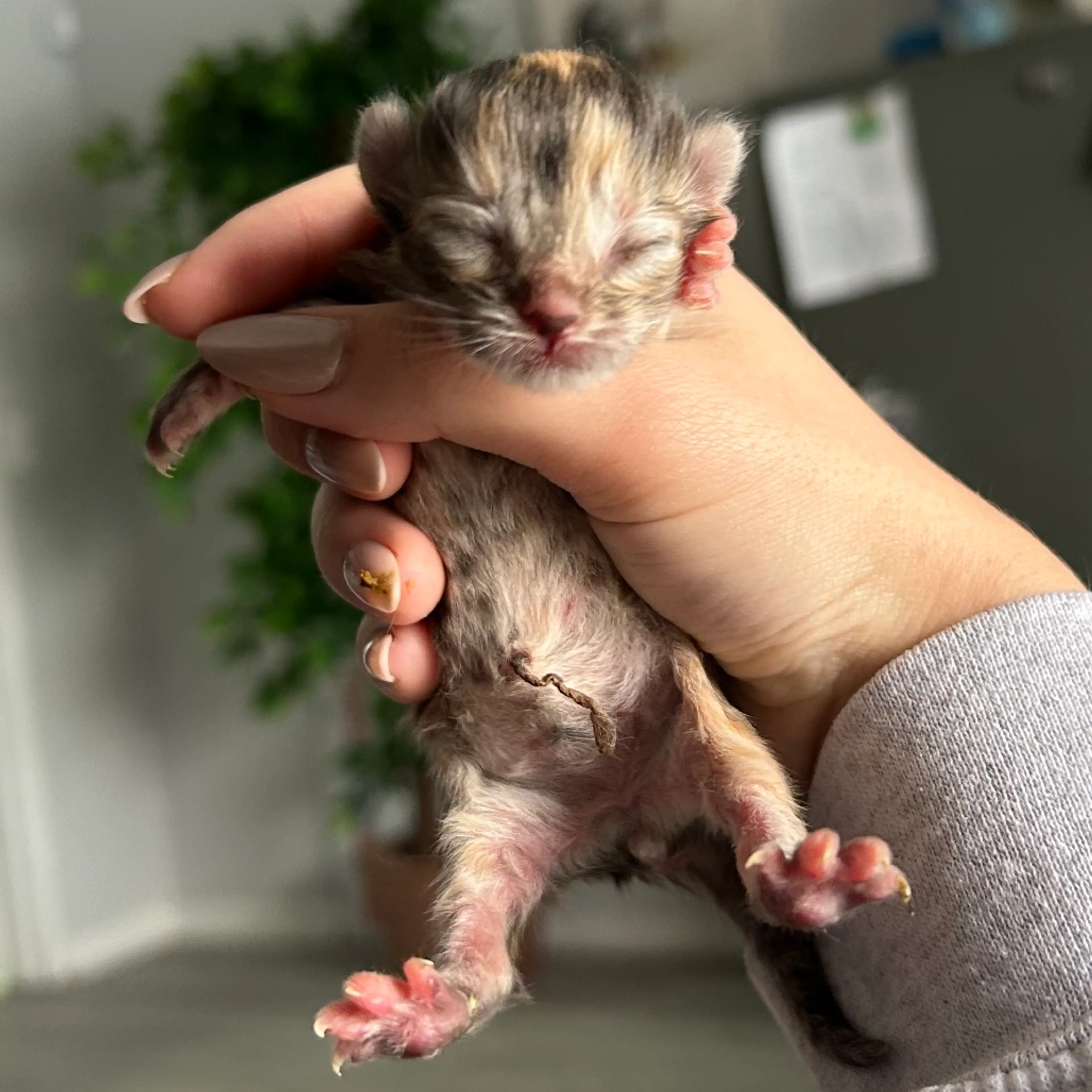 Found pet-1