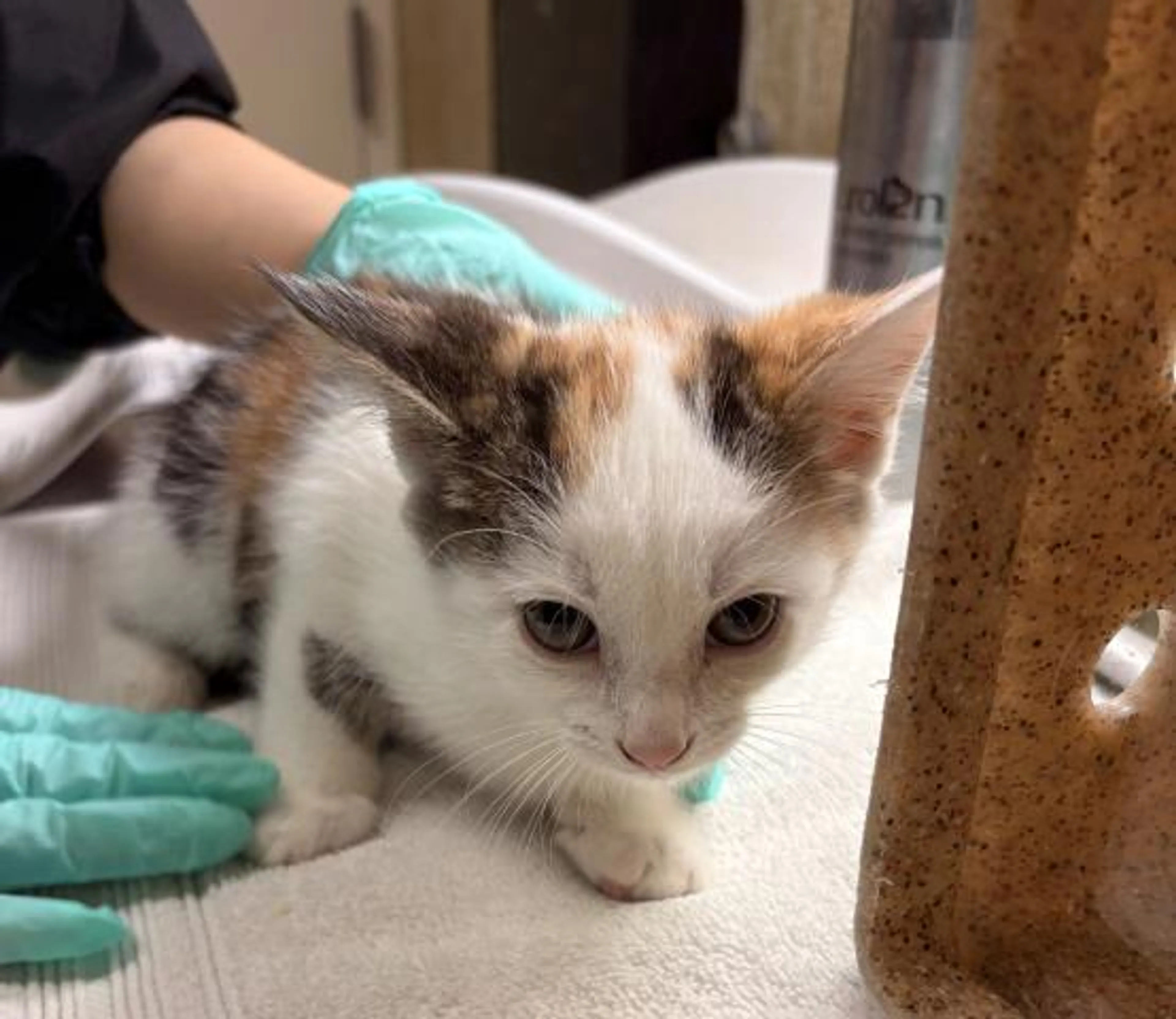 Found pet