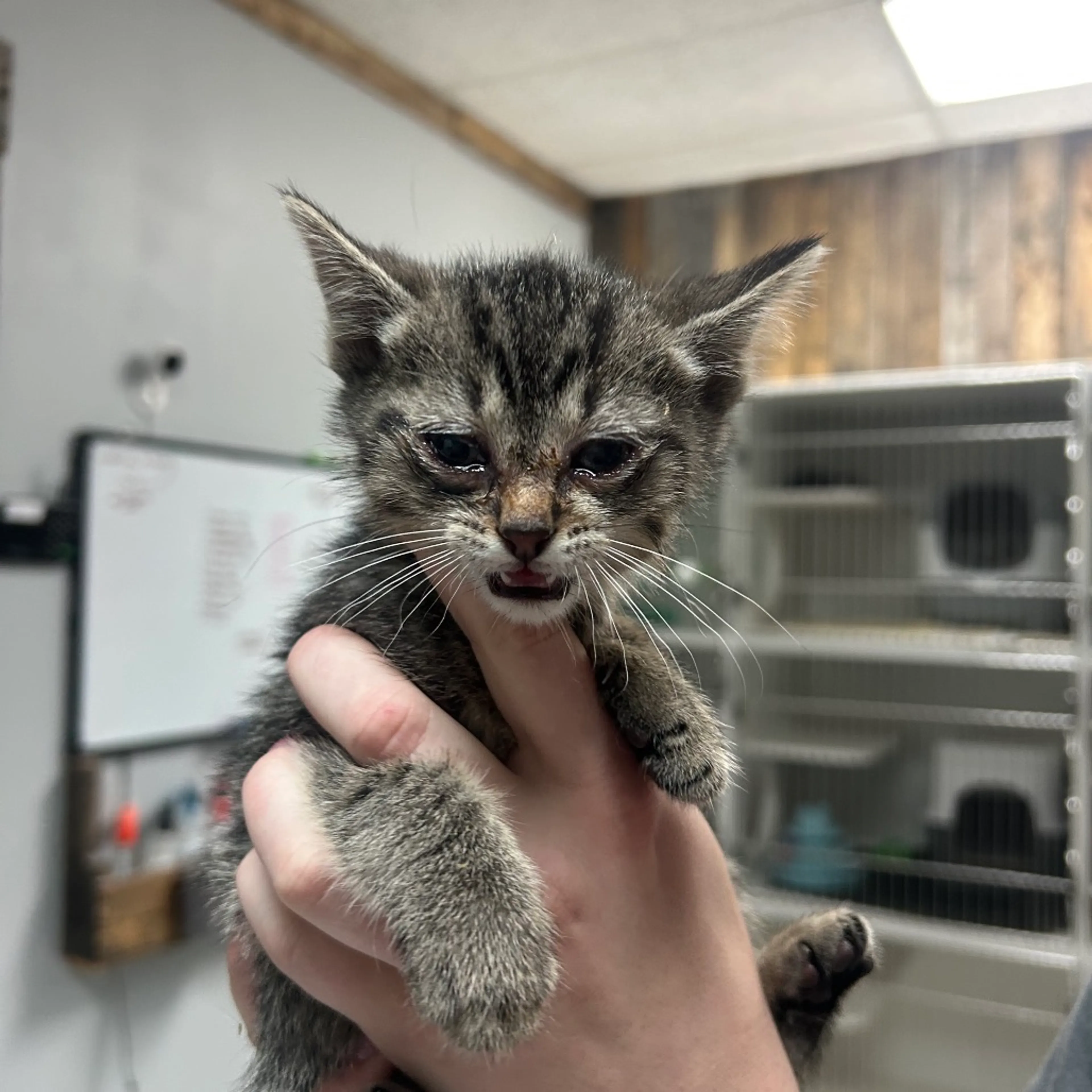 Found pet