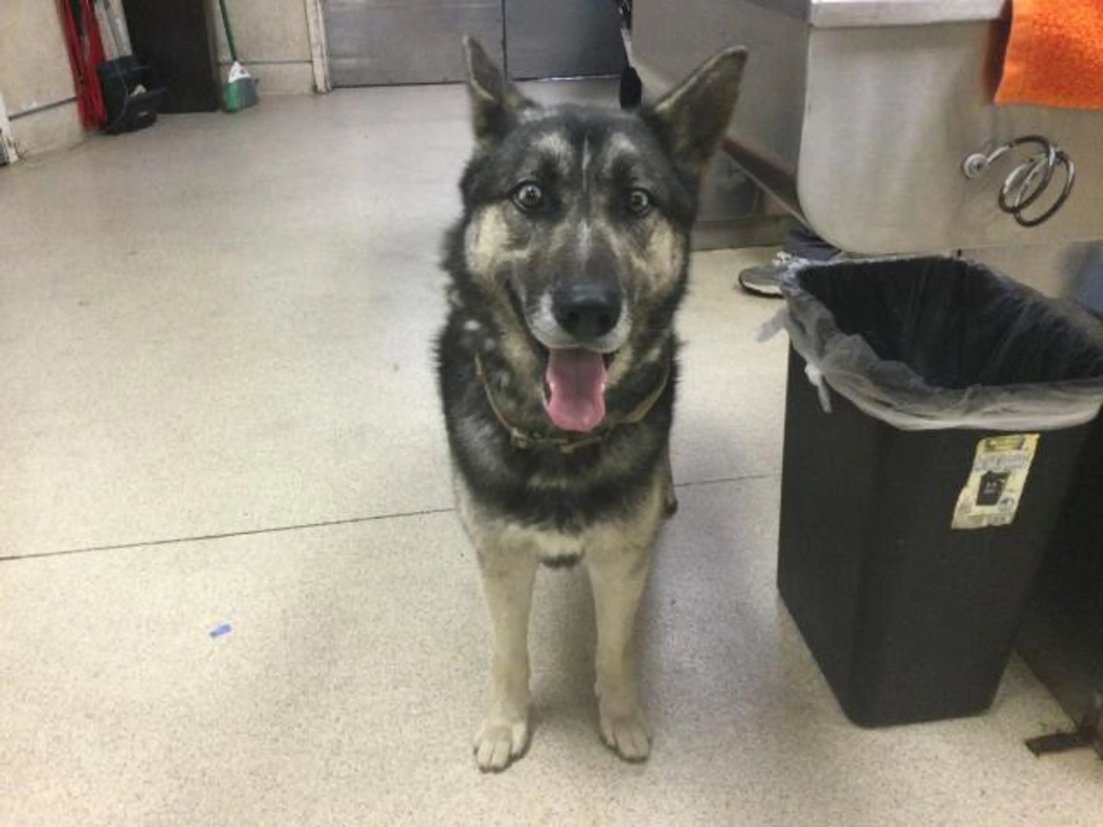 Found pet