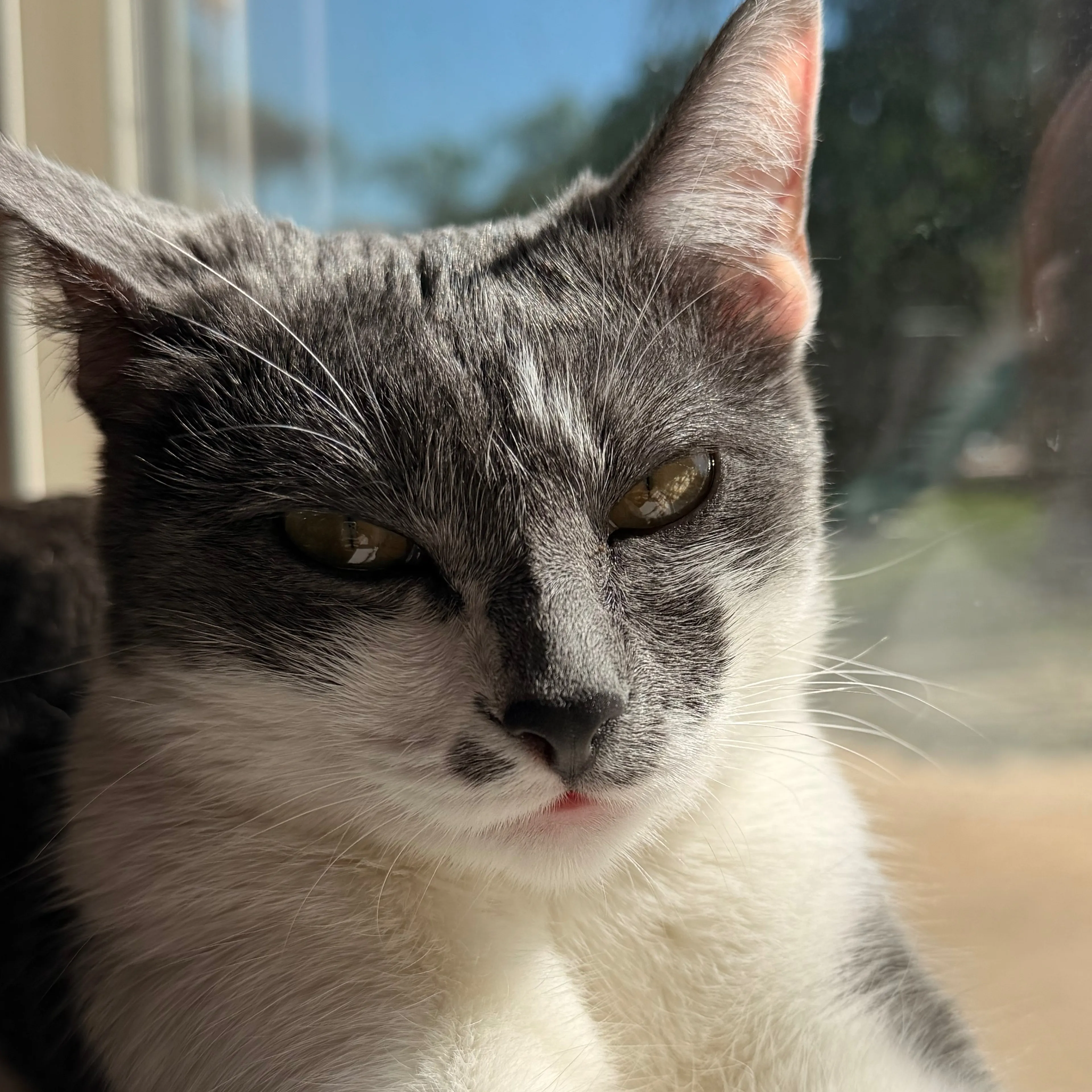 Lost pet-2
