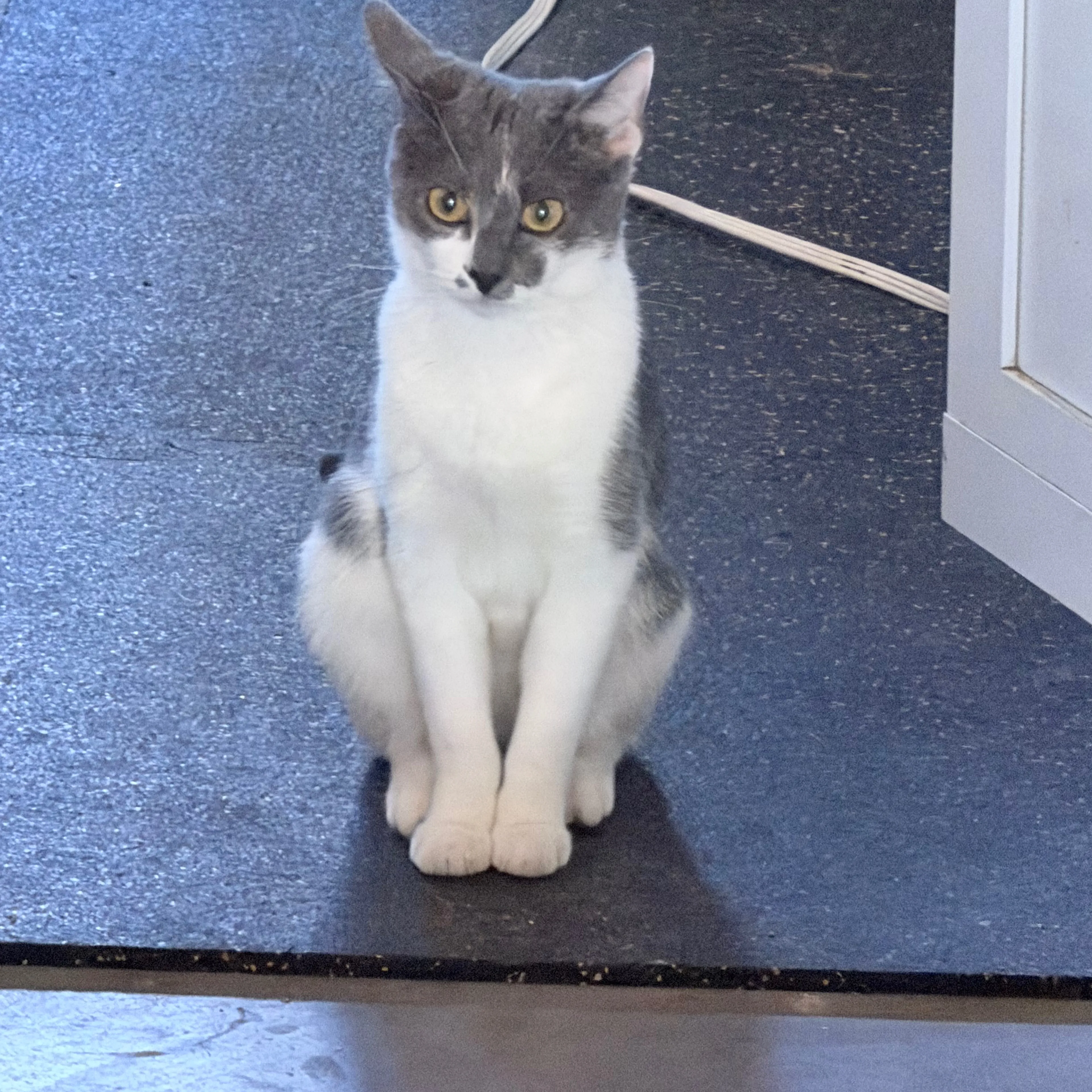 Lost pet-1