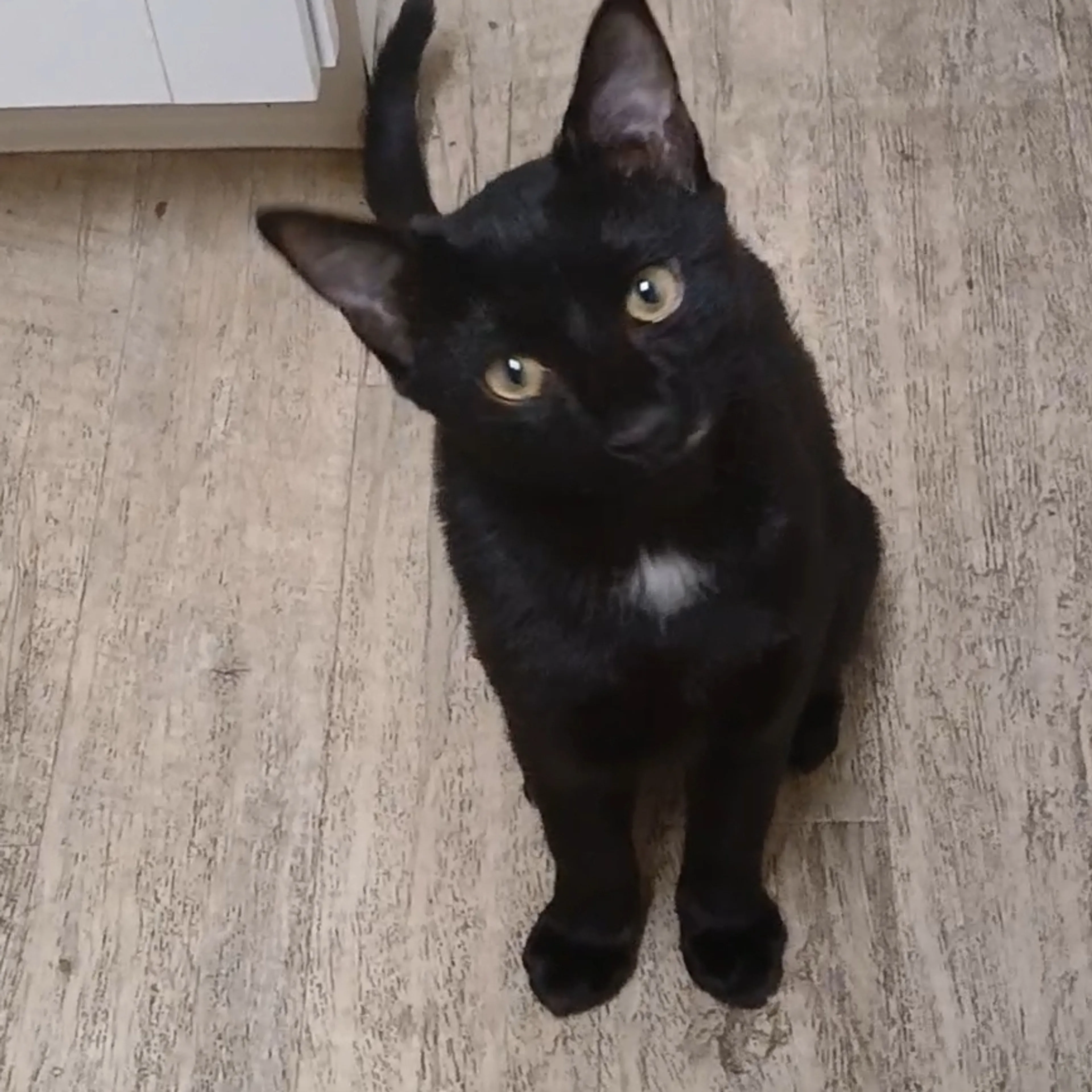 Lost pet-1