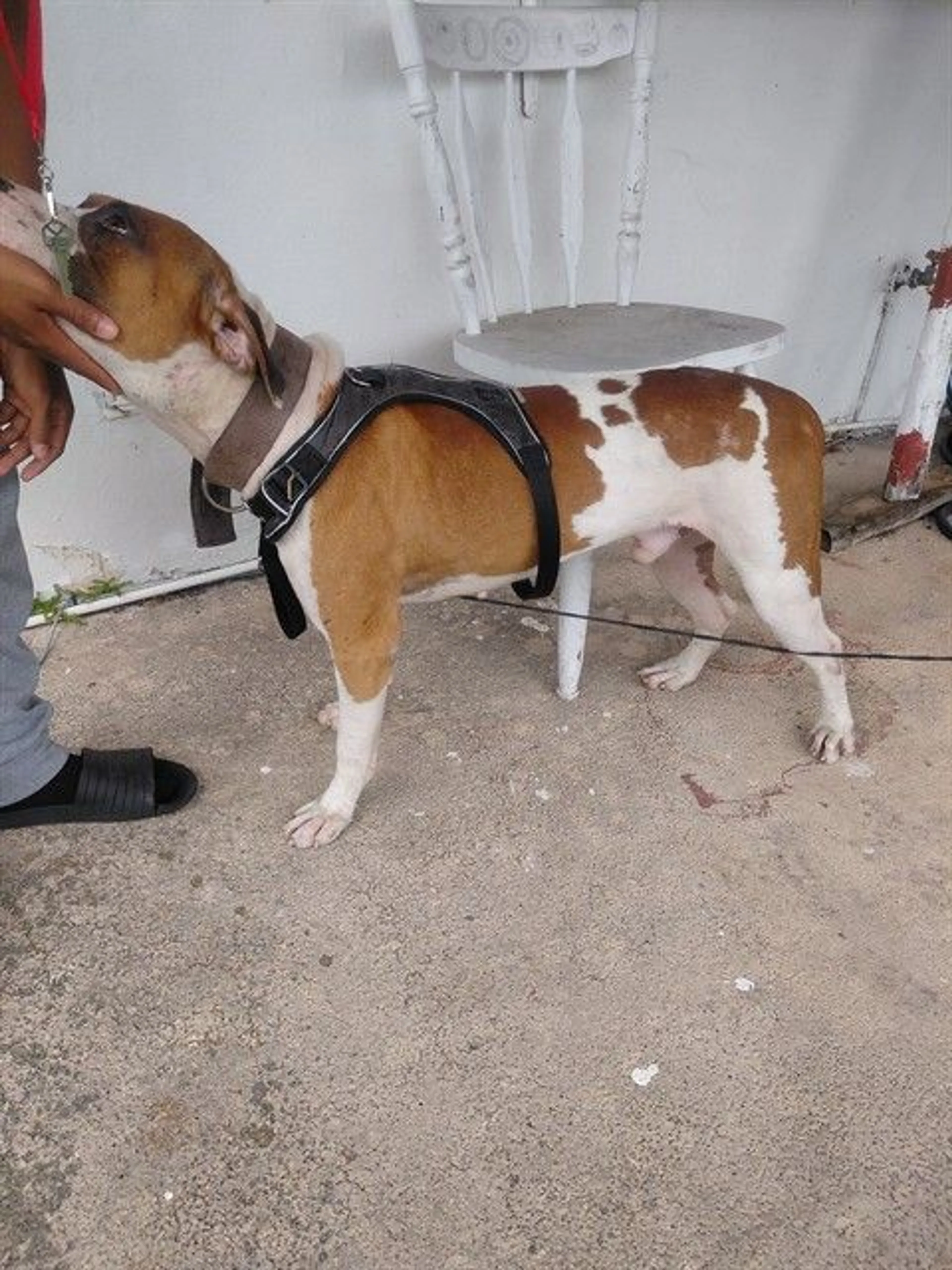 Found pet