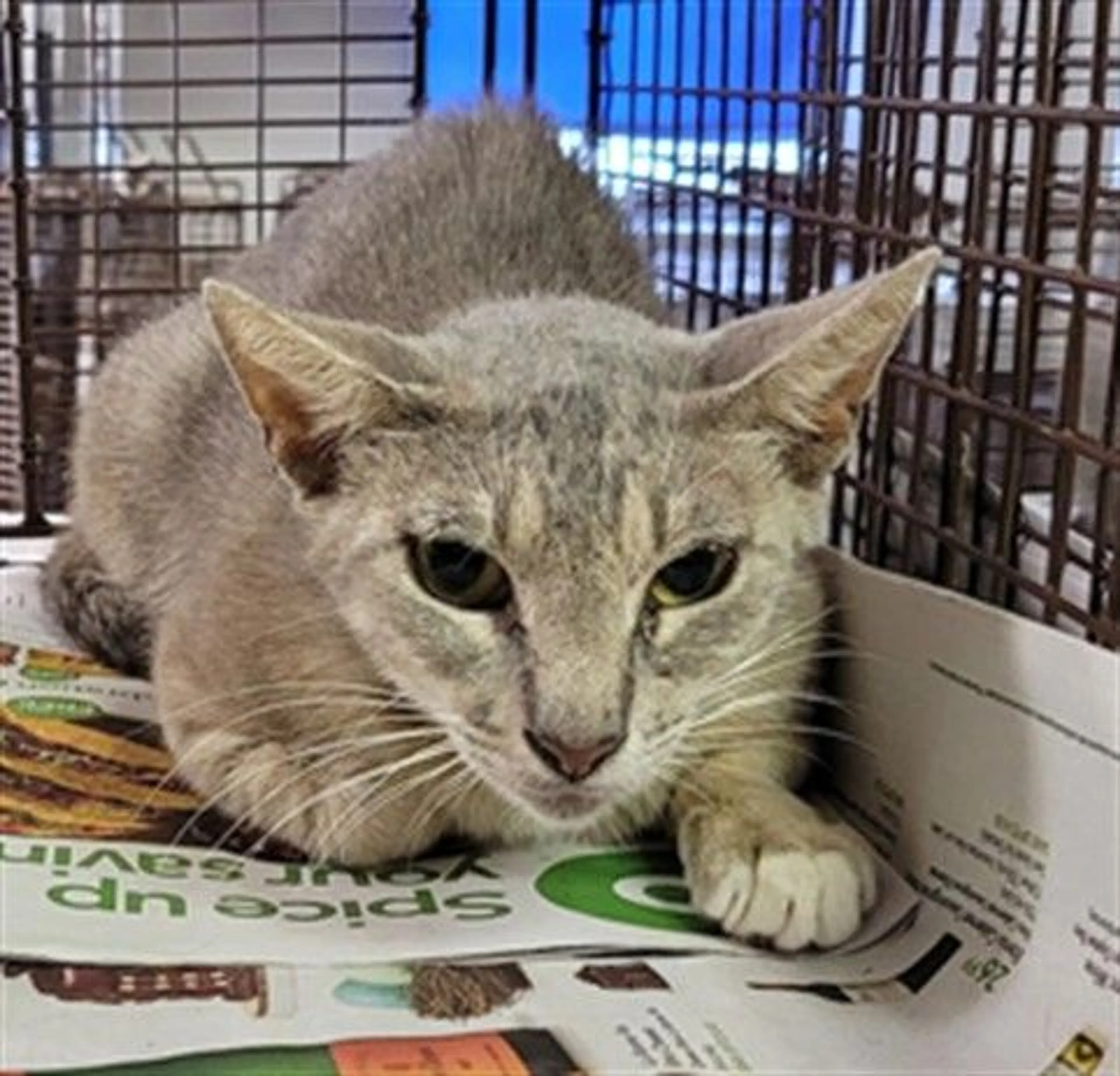 Found pet