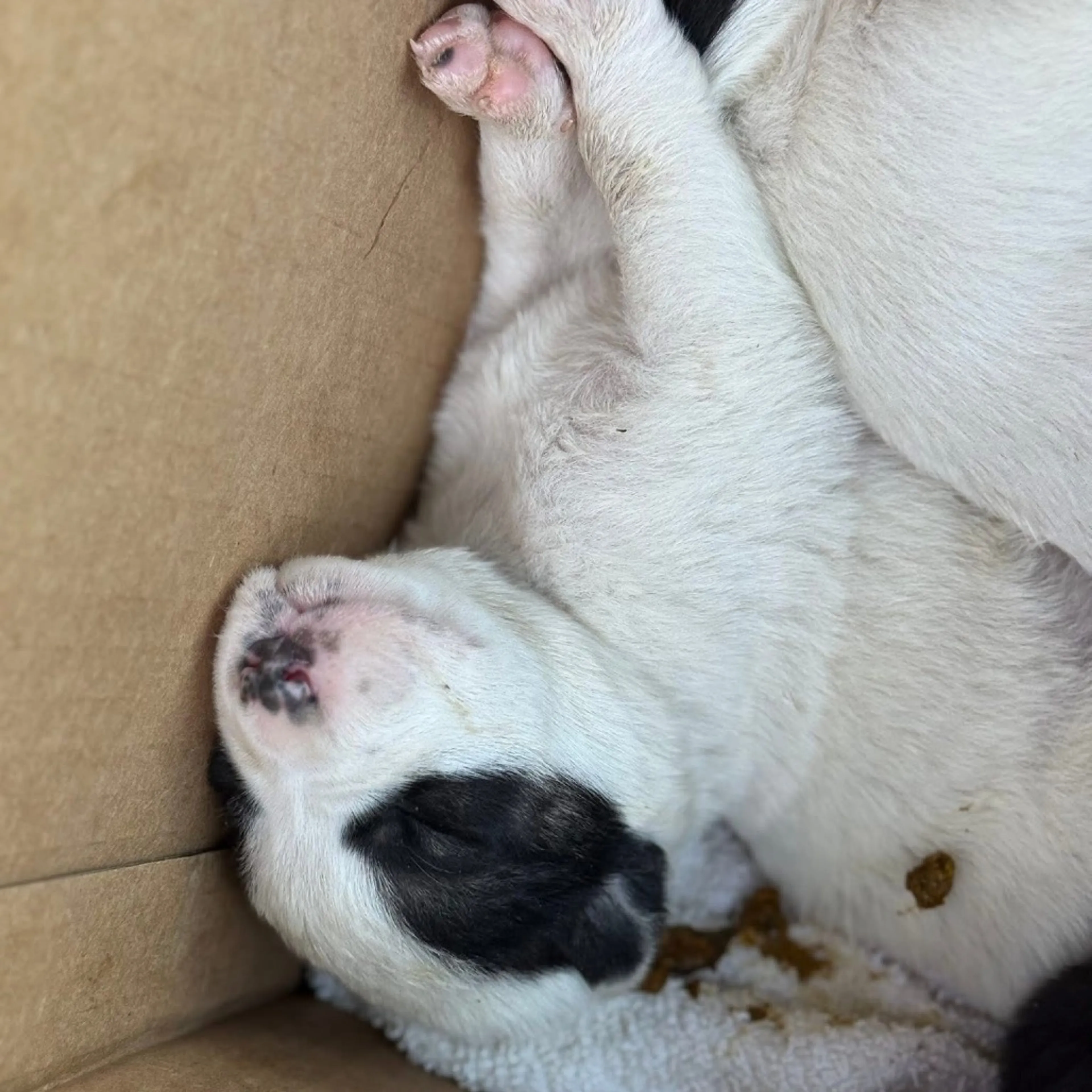 Found pet-2