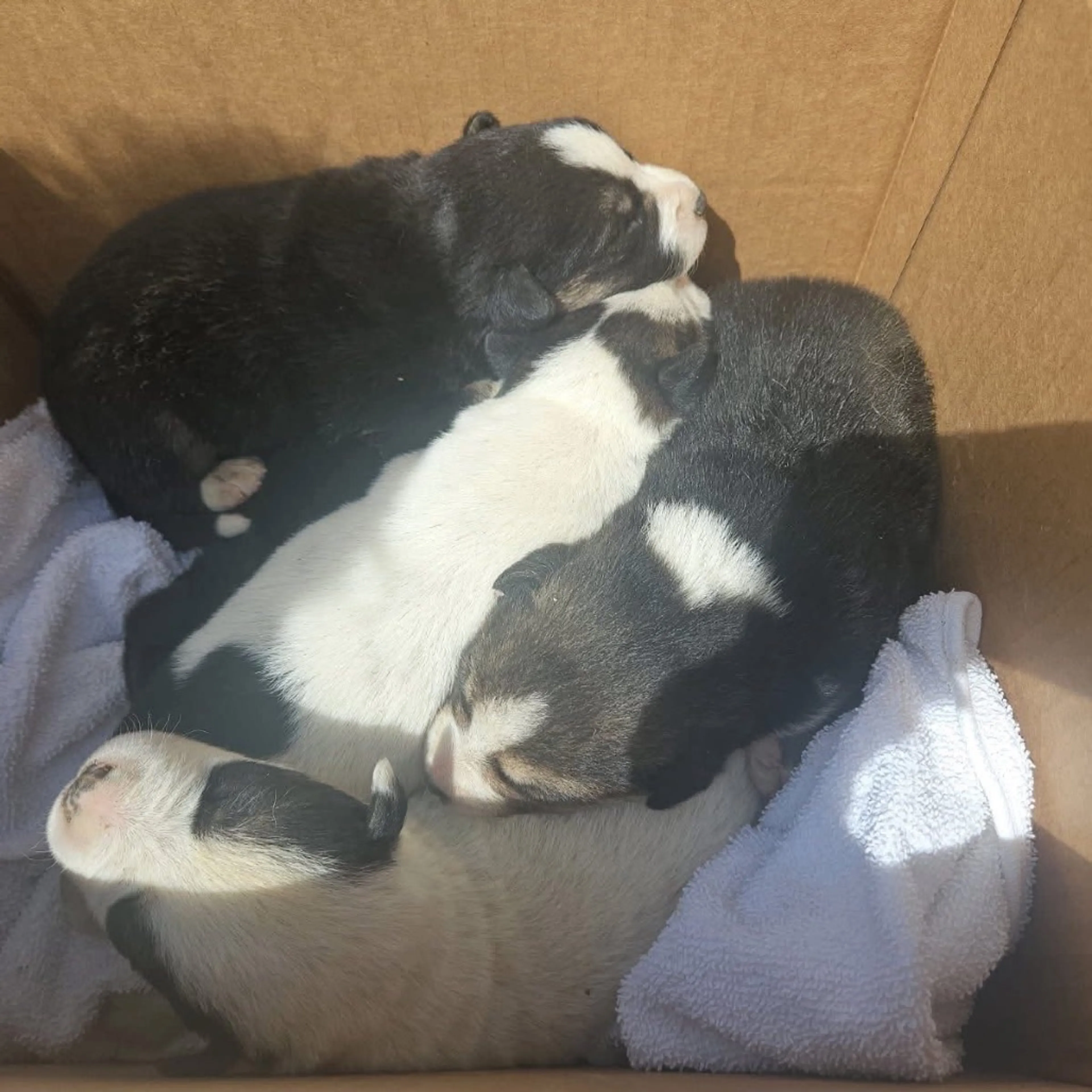 Found pet-3