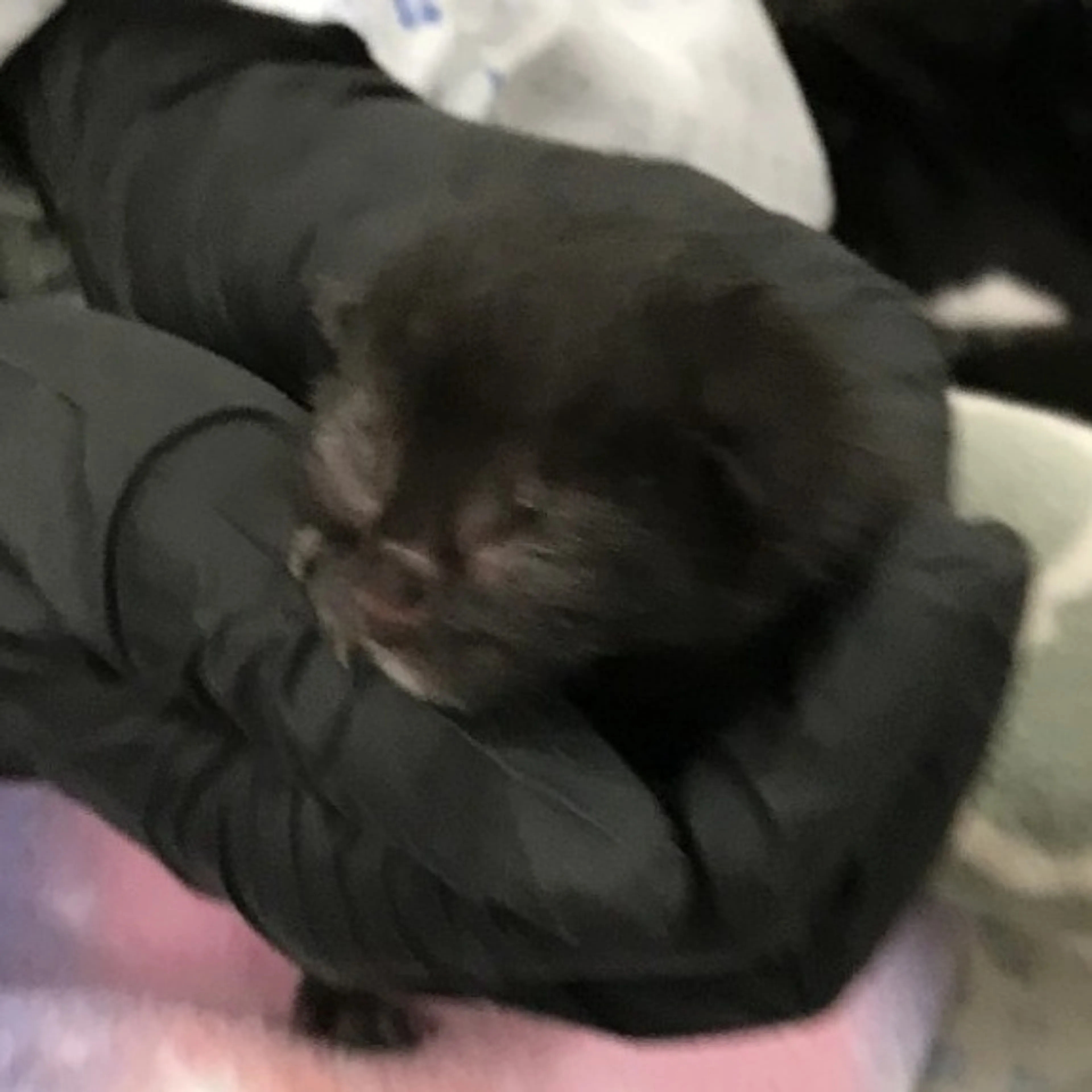 Found pet-1