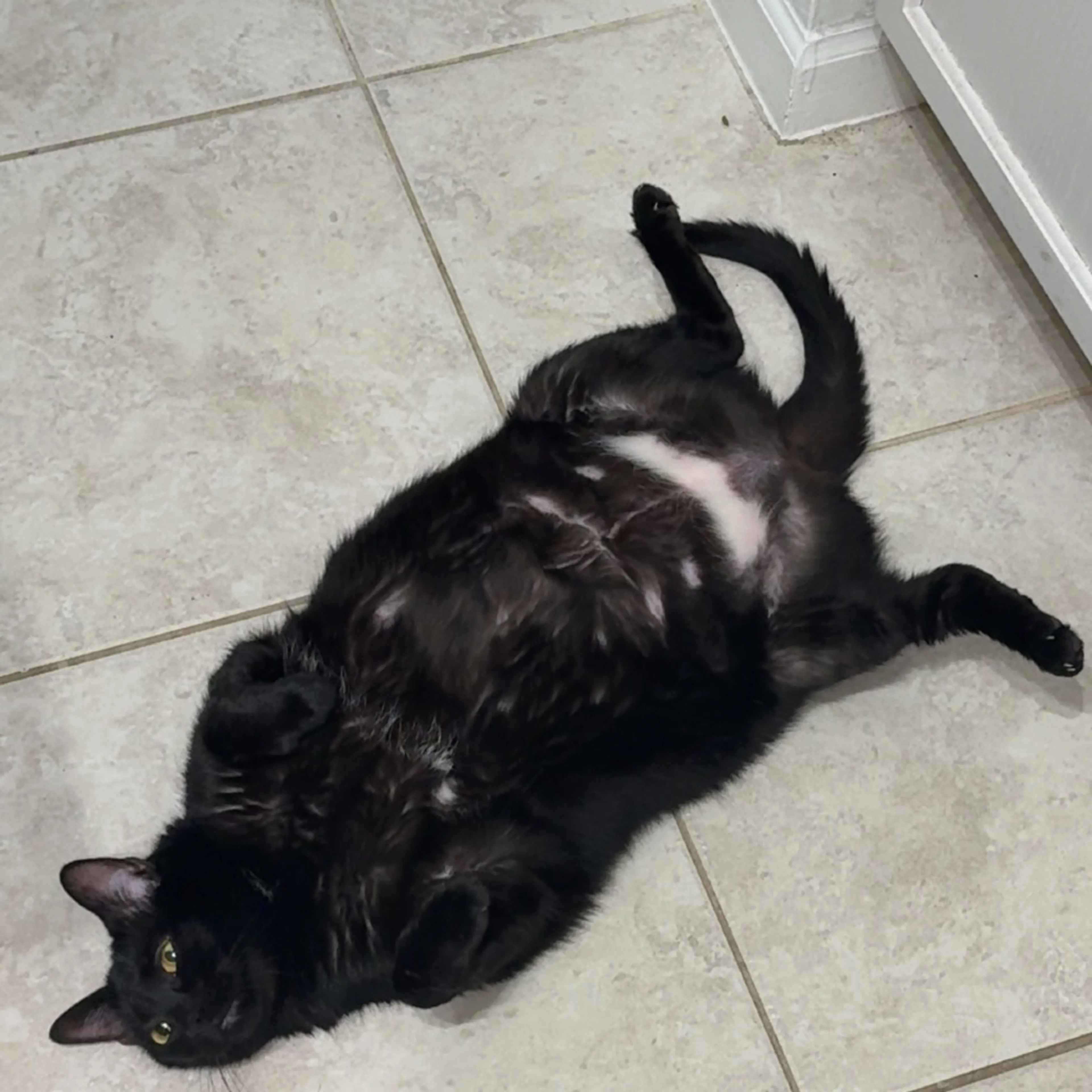 Found pet-1