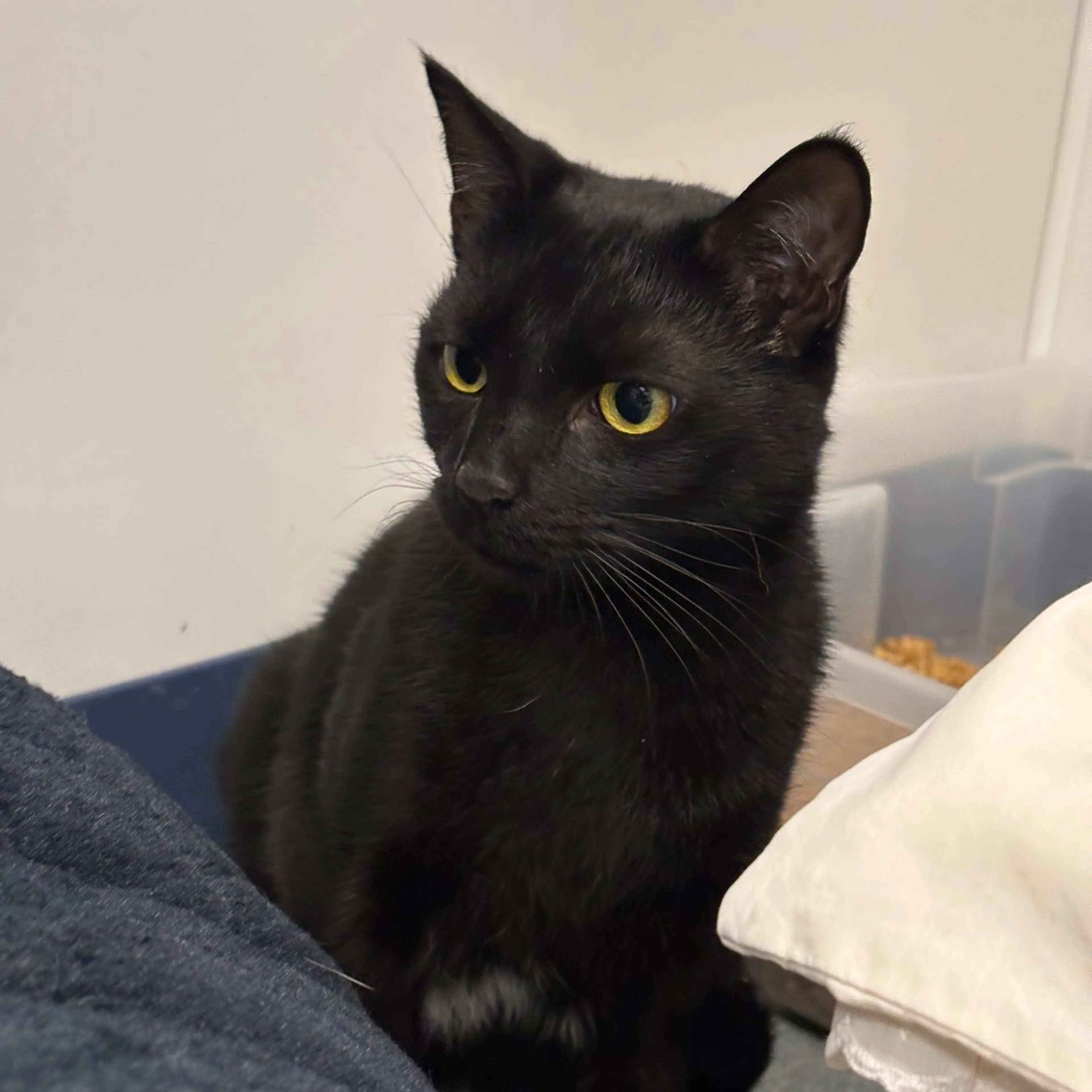 Found pet-2