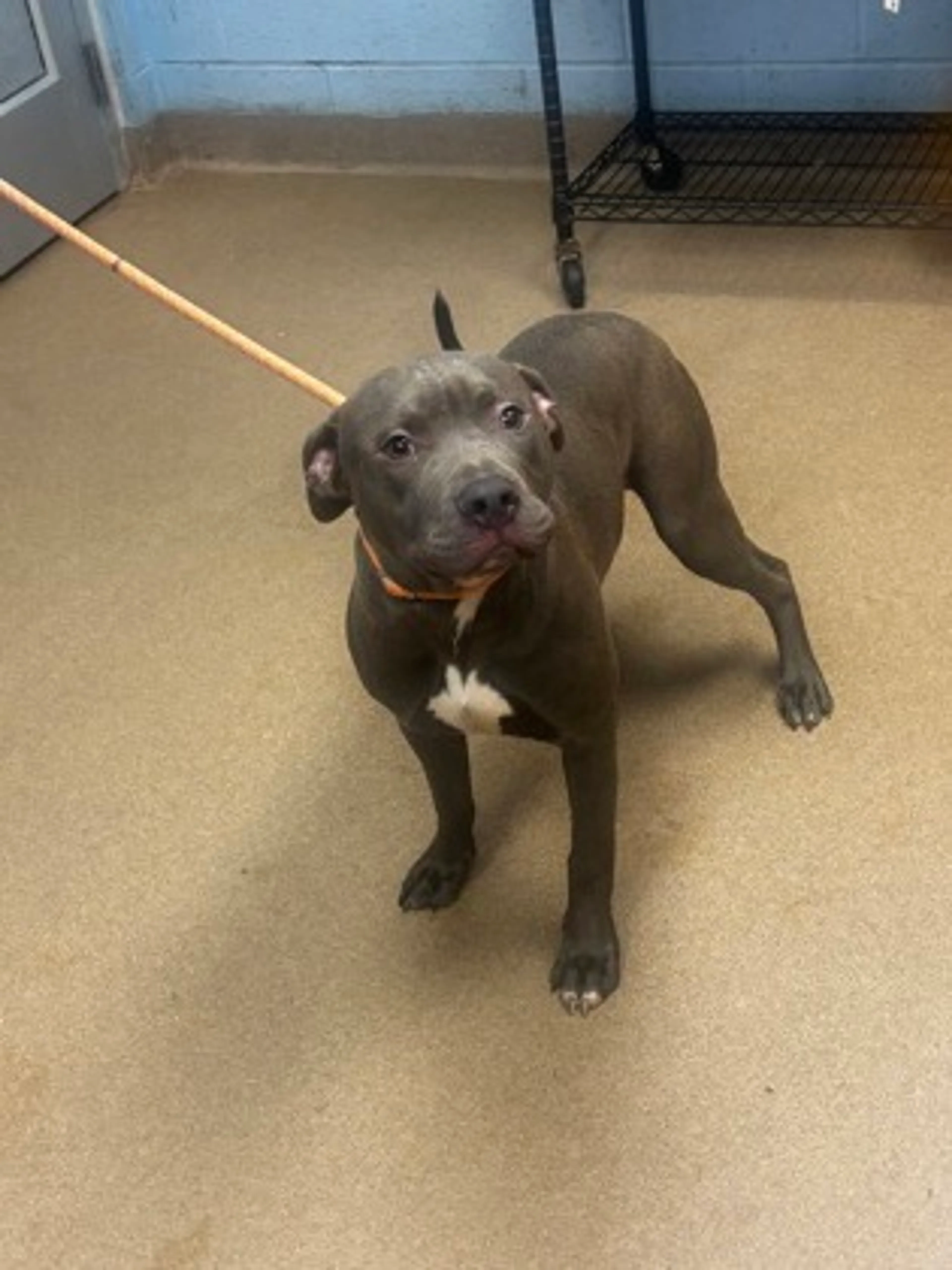 Found pet