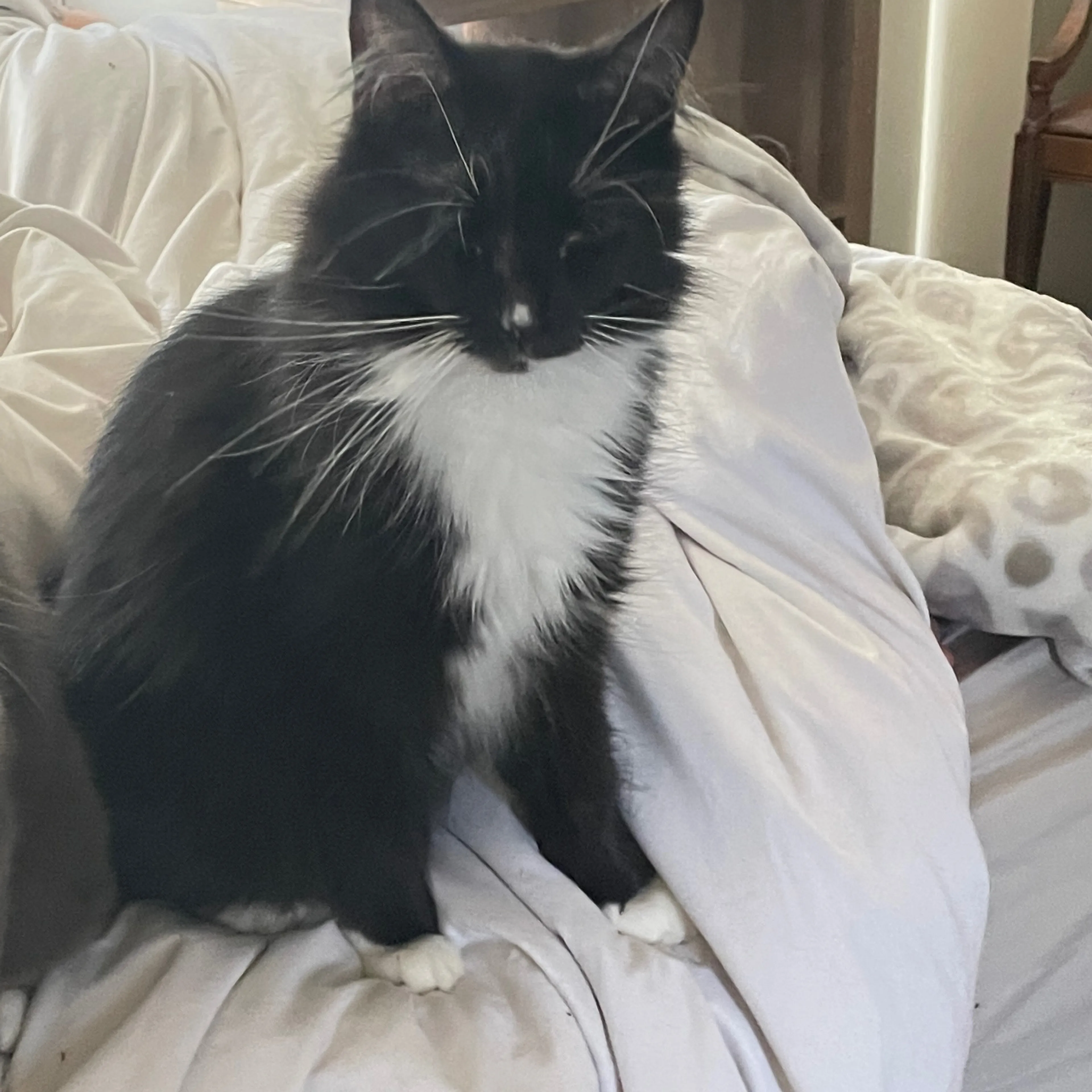 Lost pet-3
