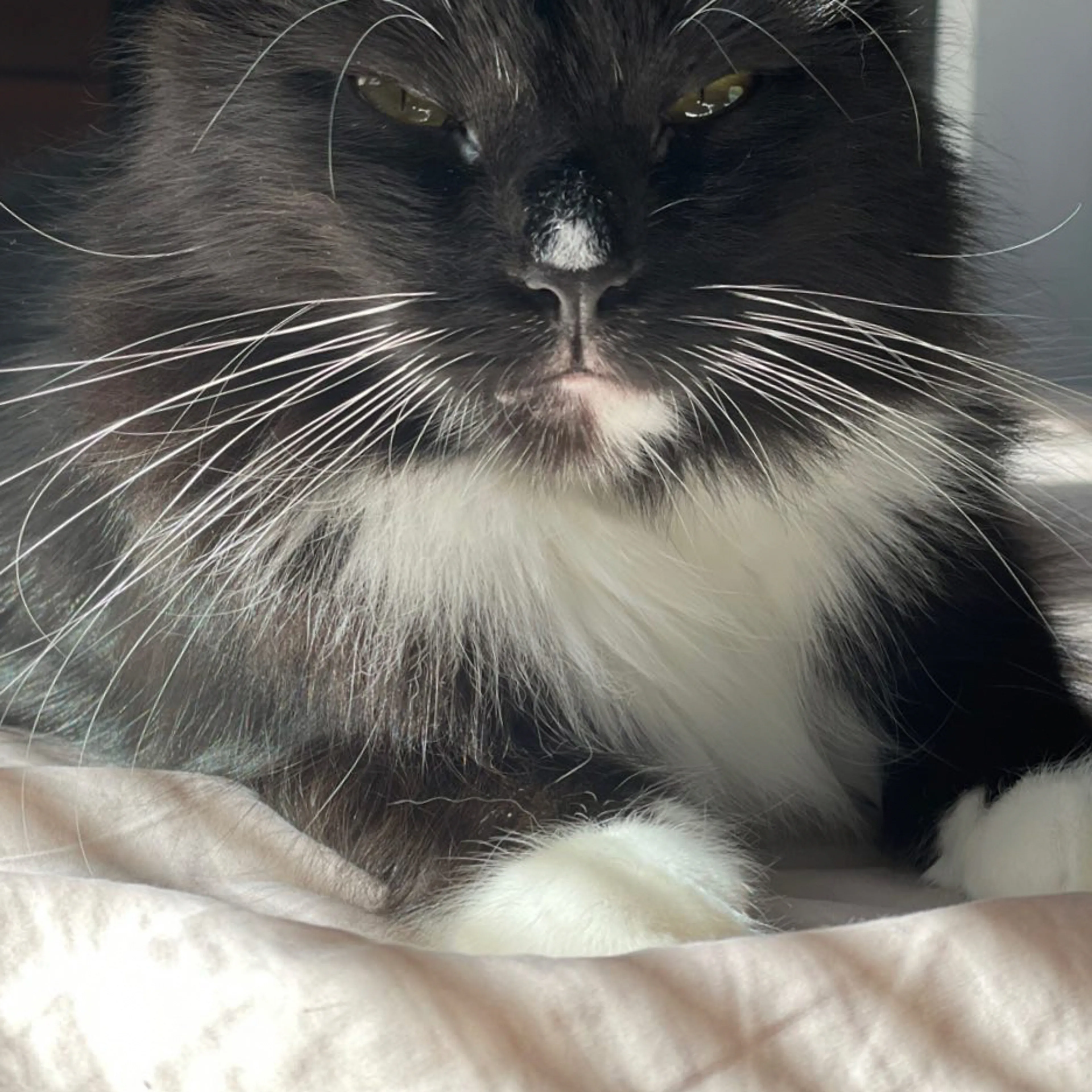 Lost pet-2