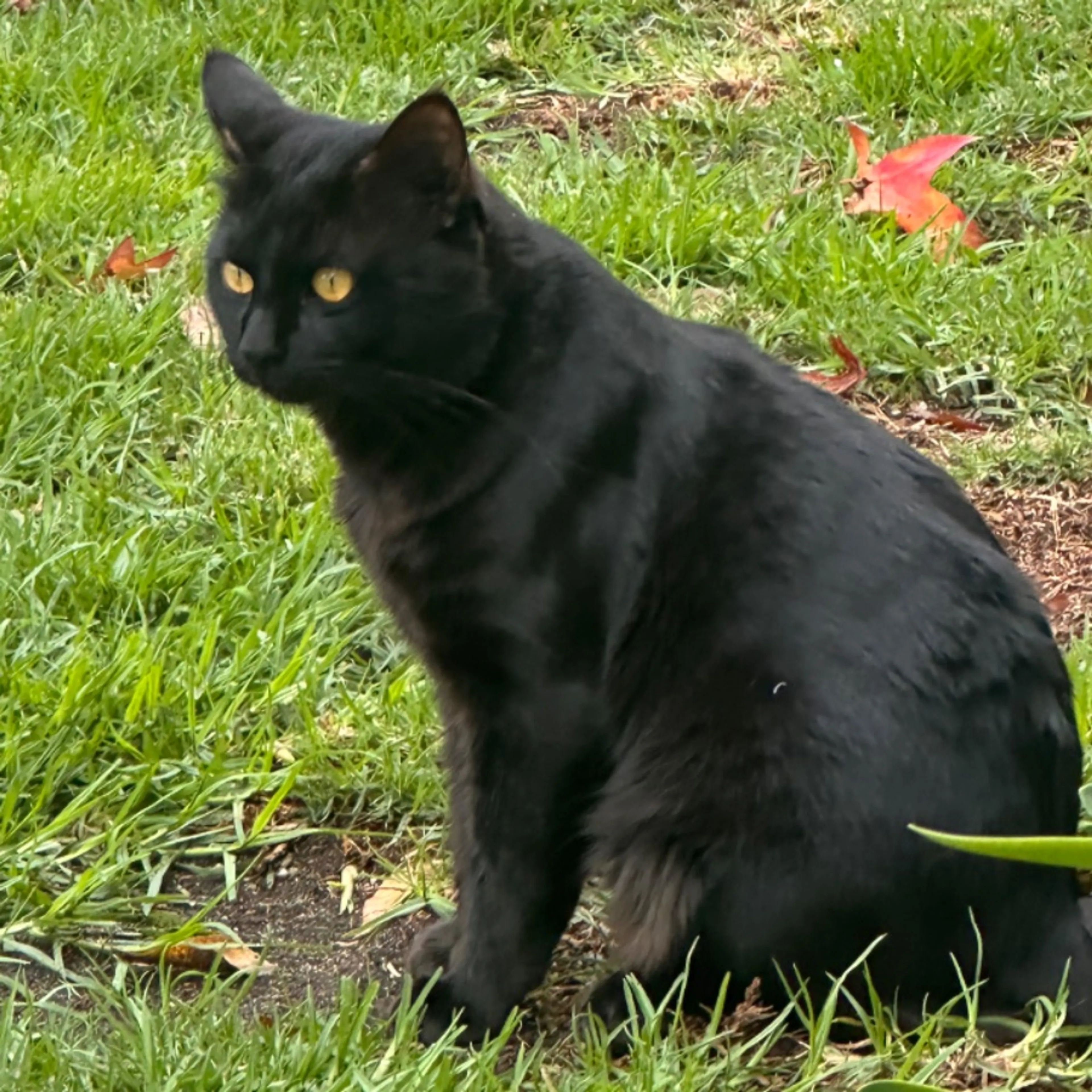 Lost pet