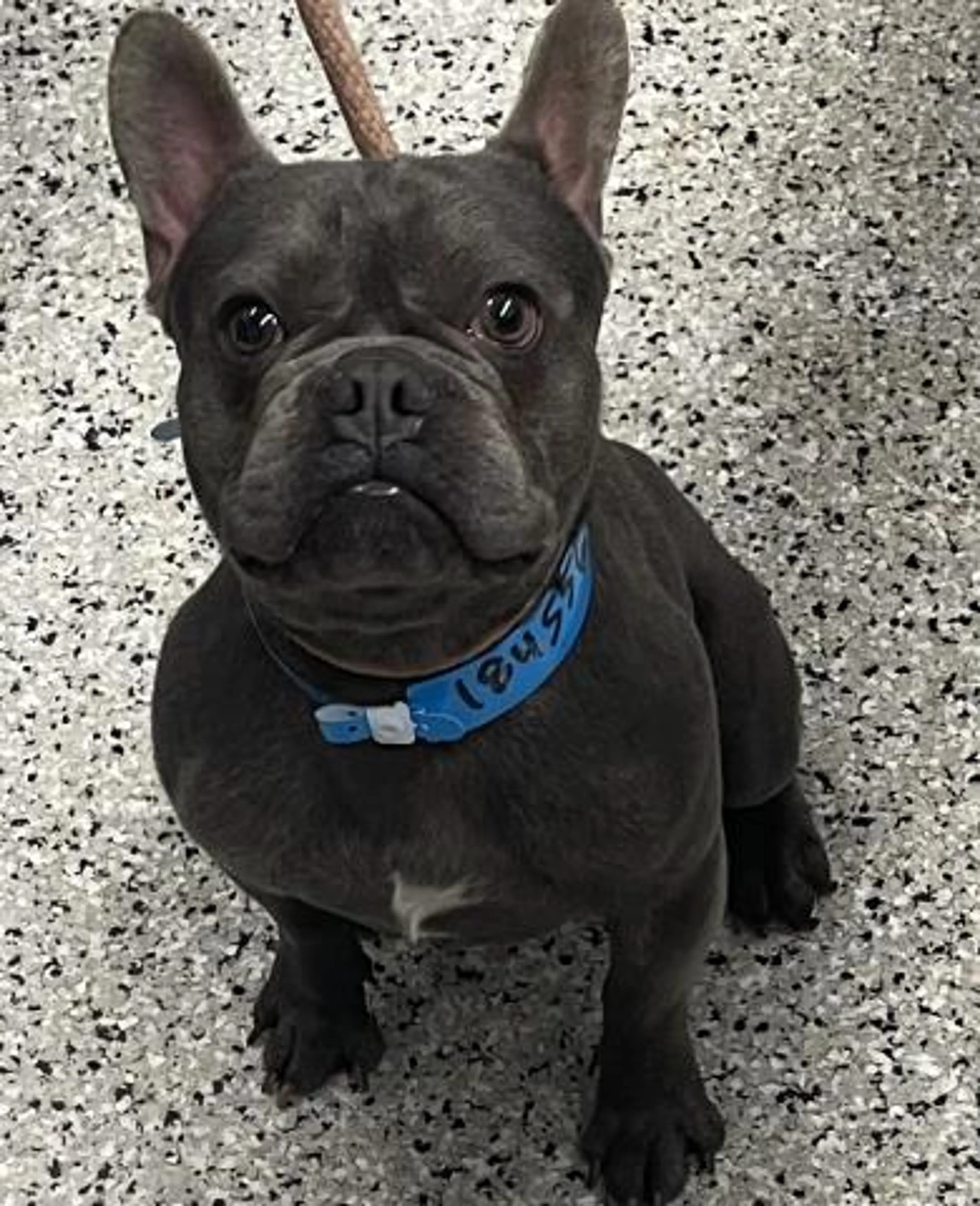 Found pet