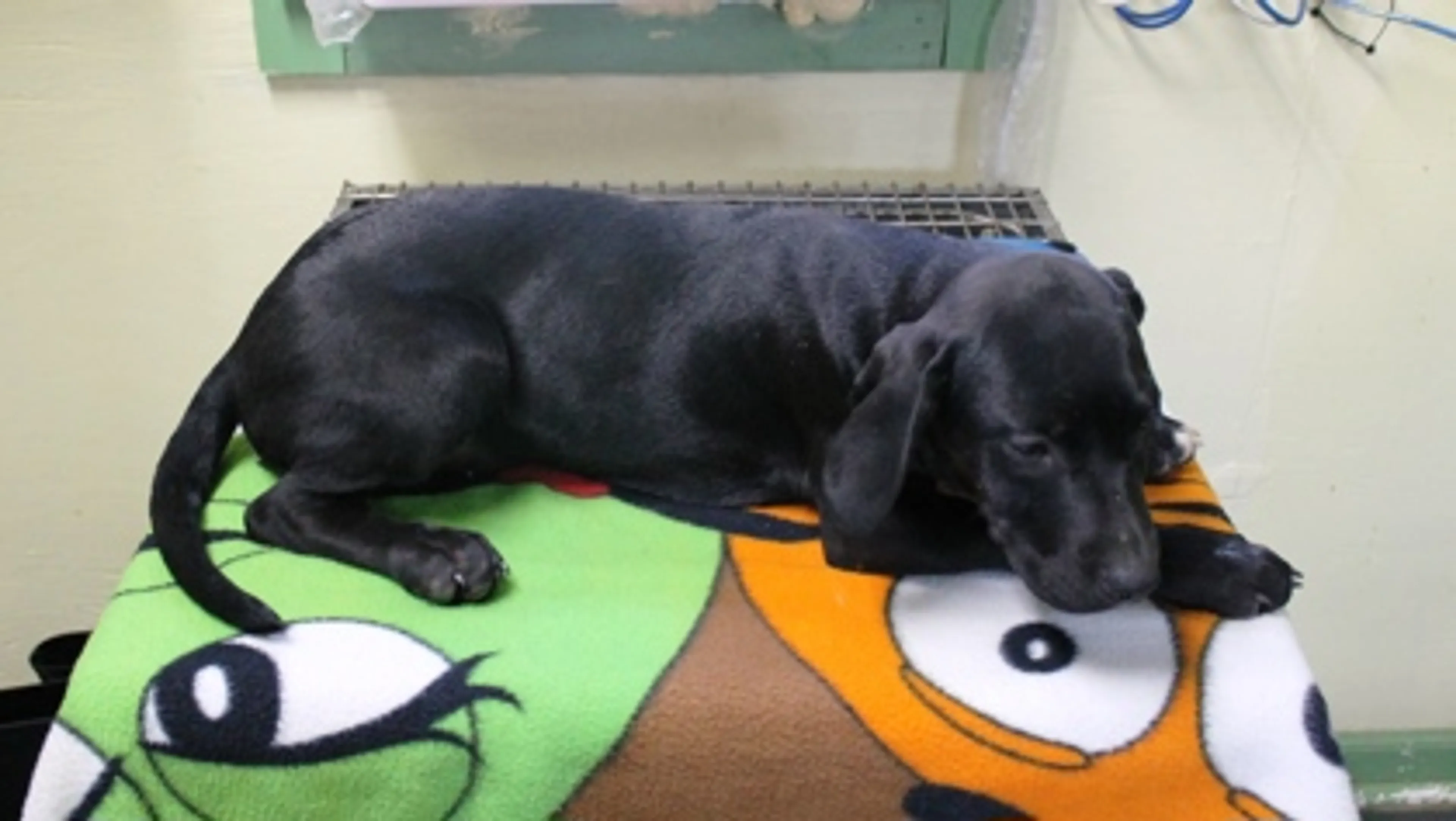 Found pet-2