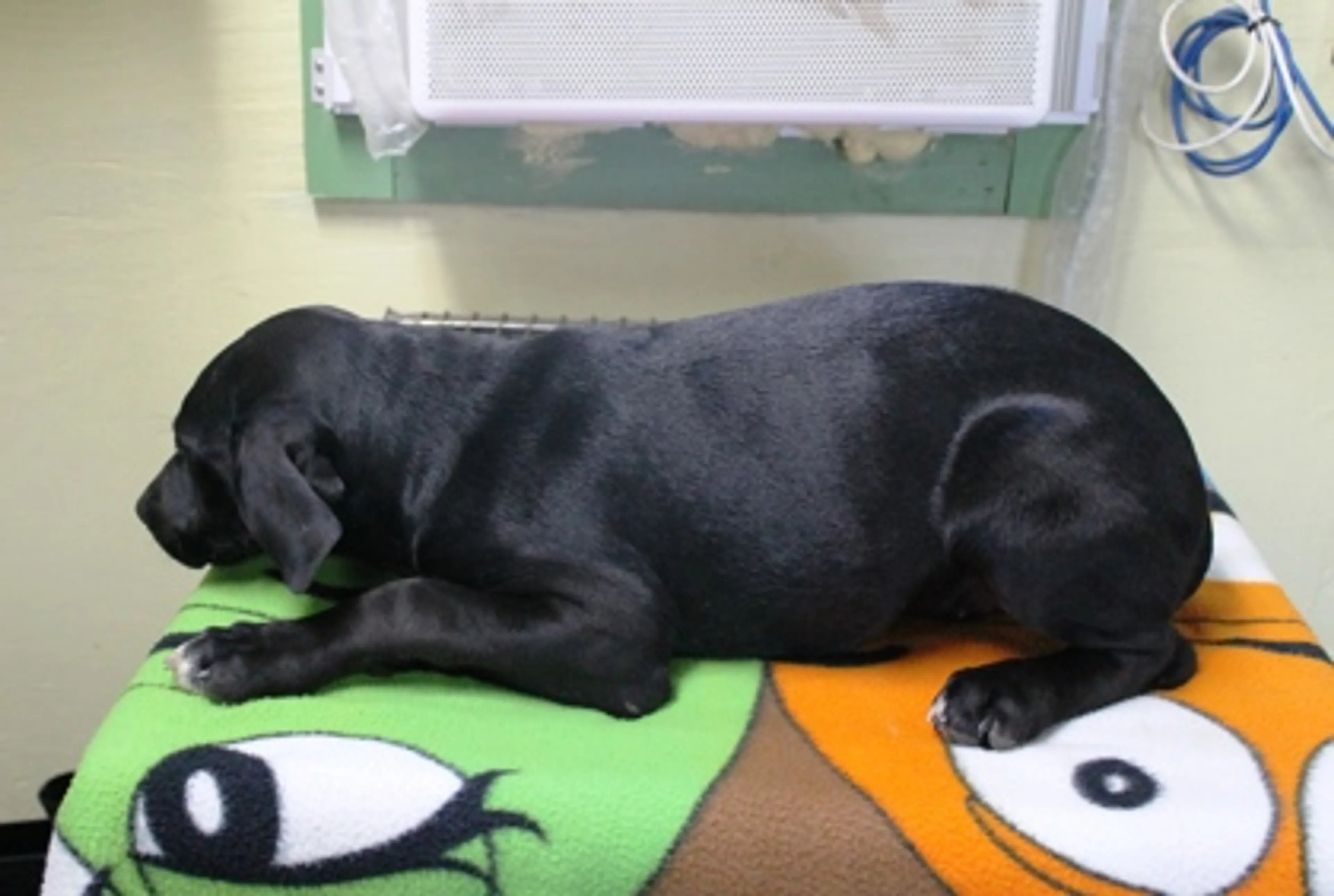 Found pet-1