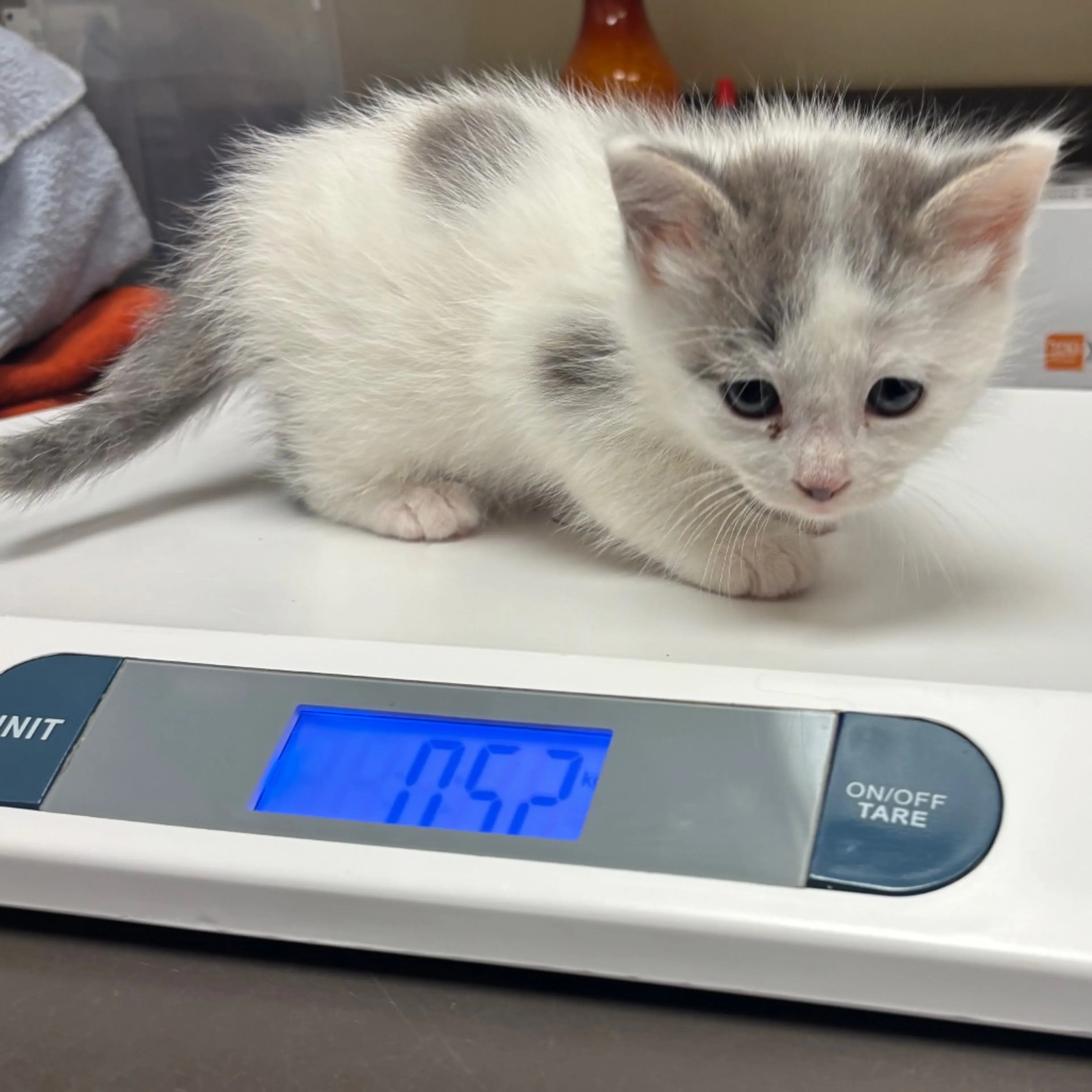 Found pet-1