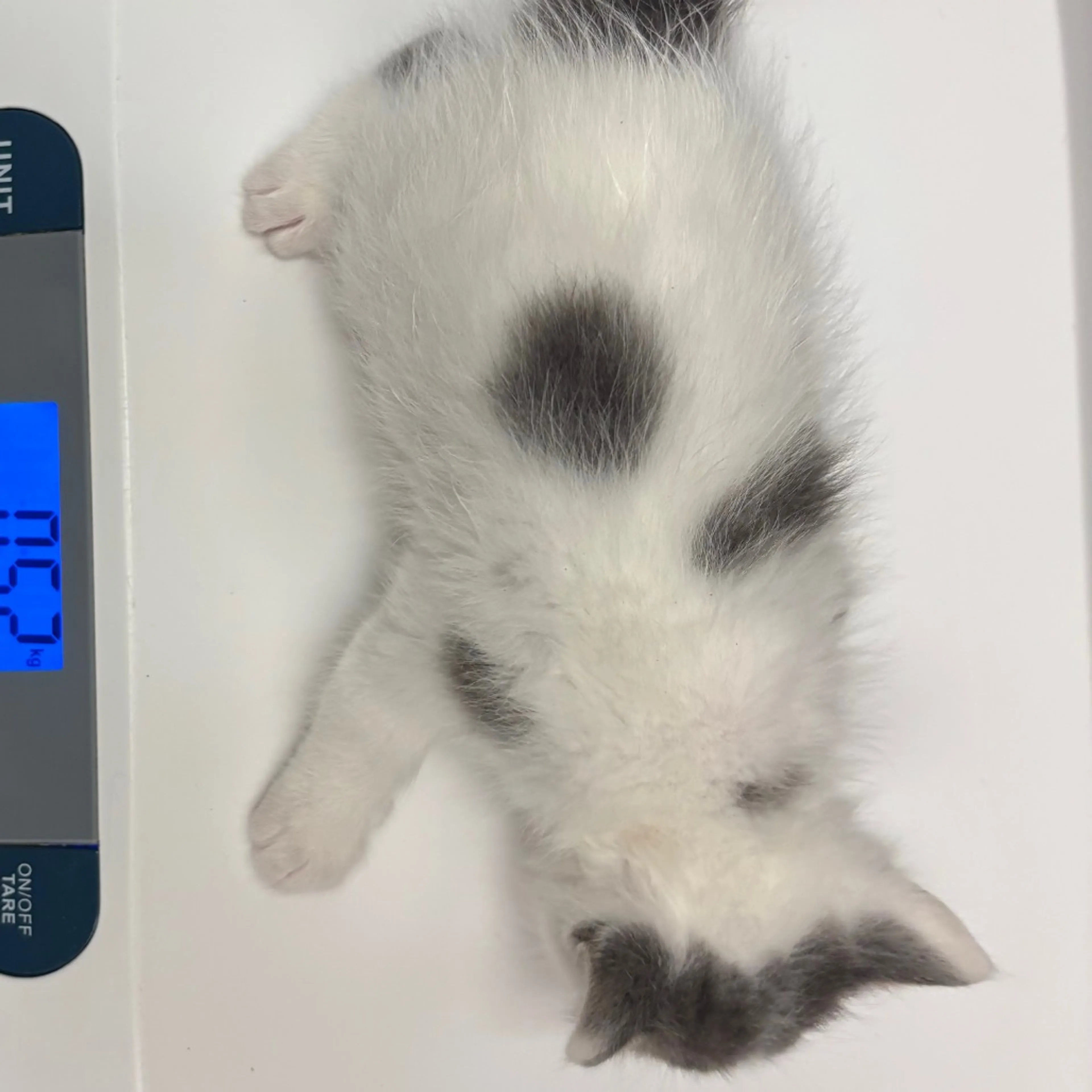 Found pet-2