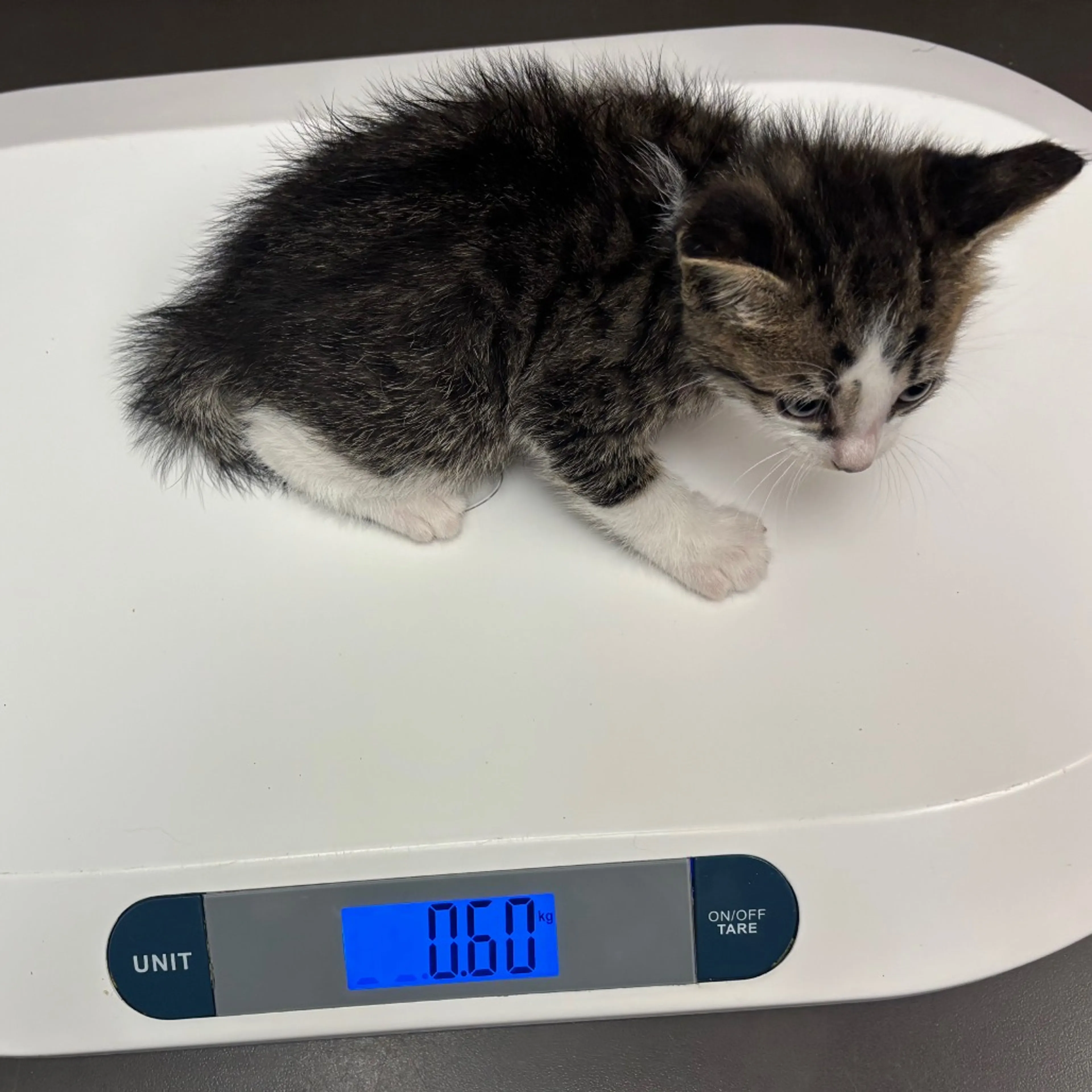 Found pet-1