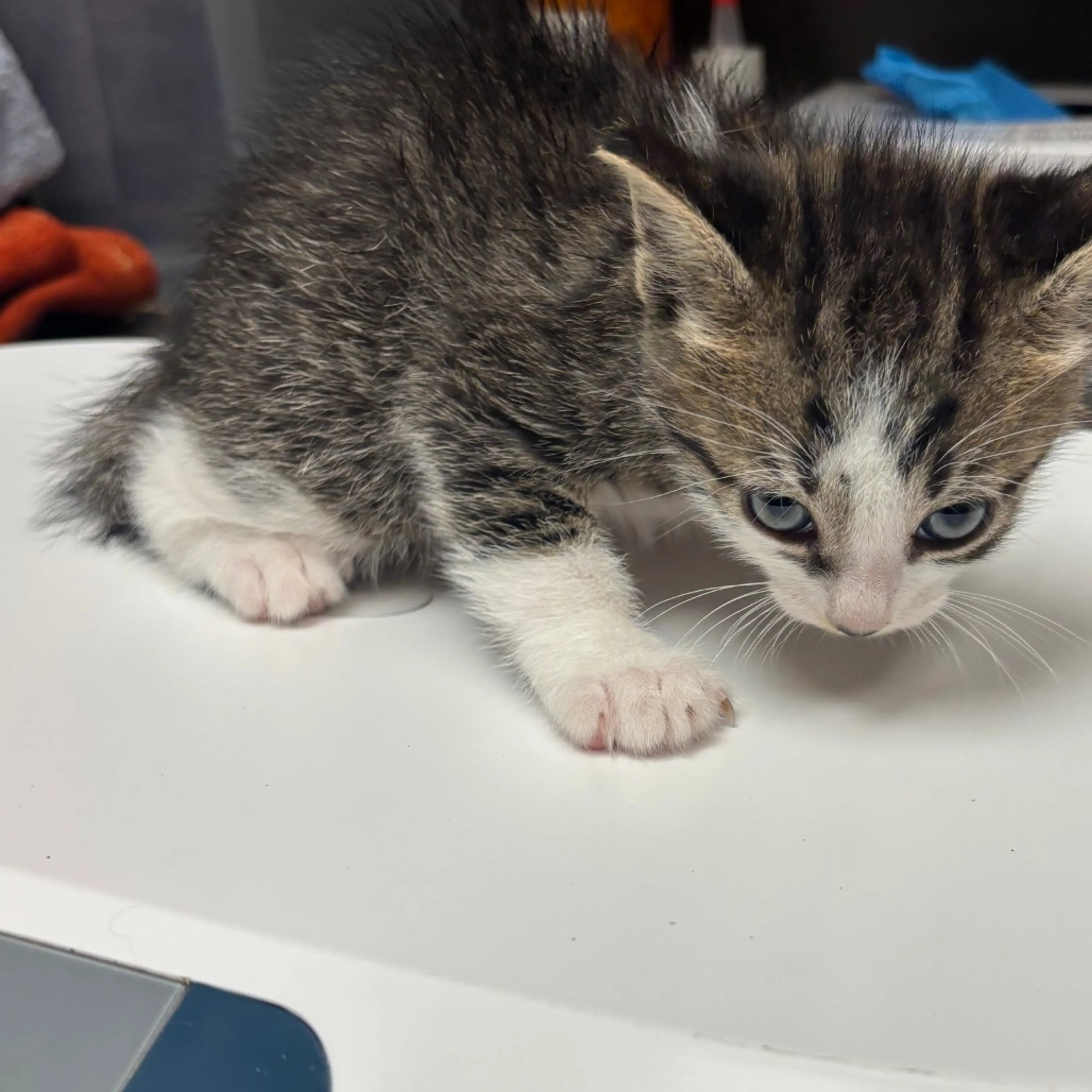 Found pet-2