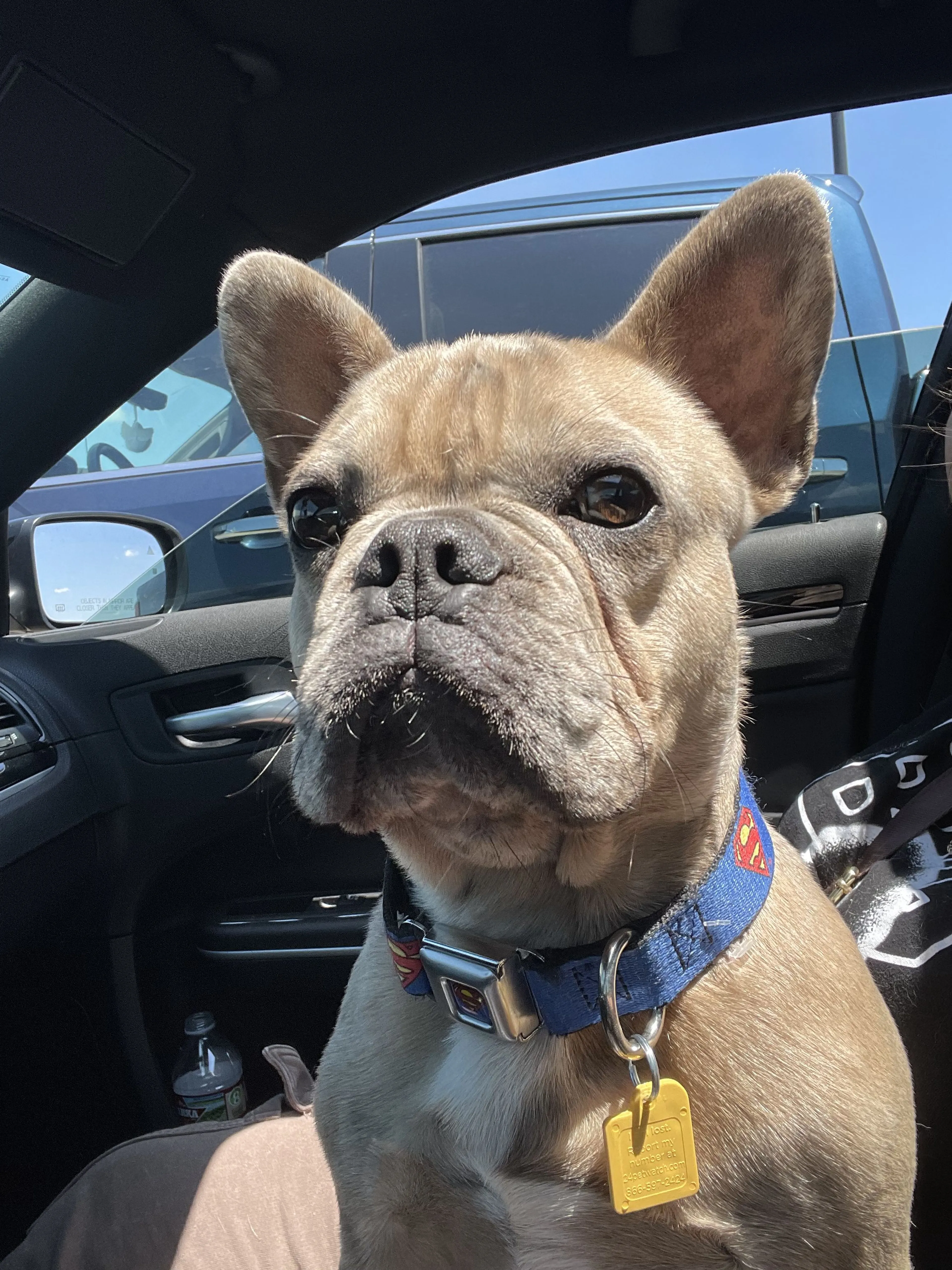 Lost pet-2