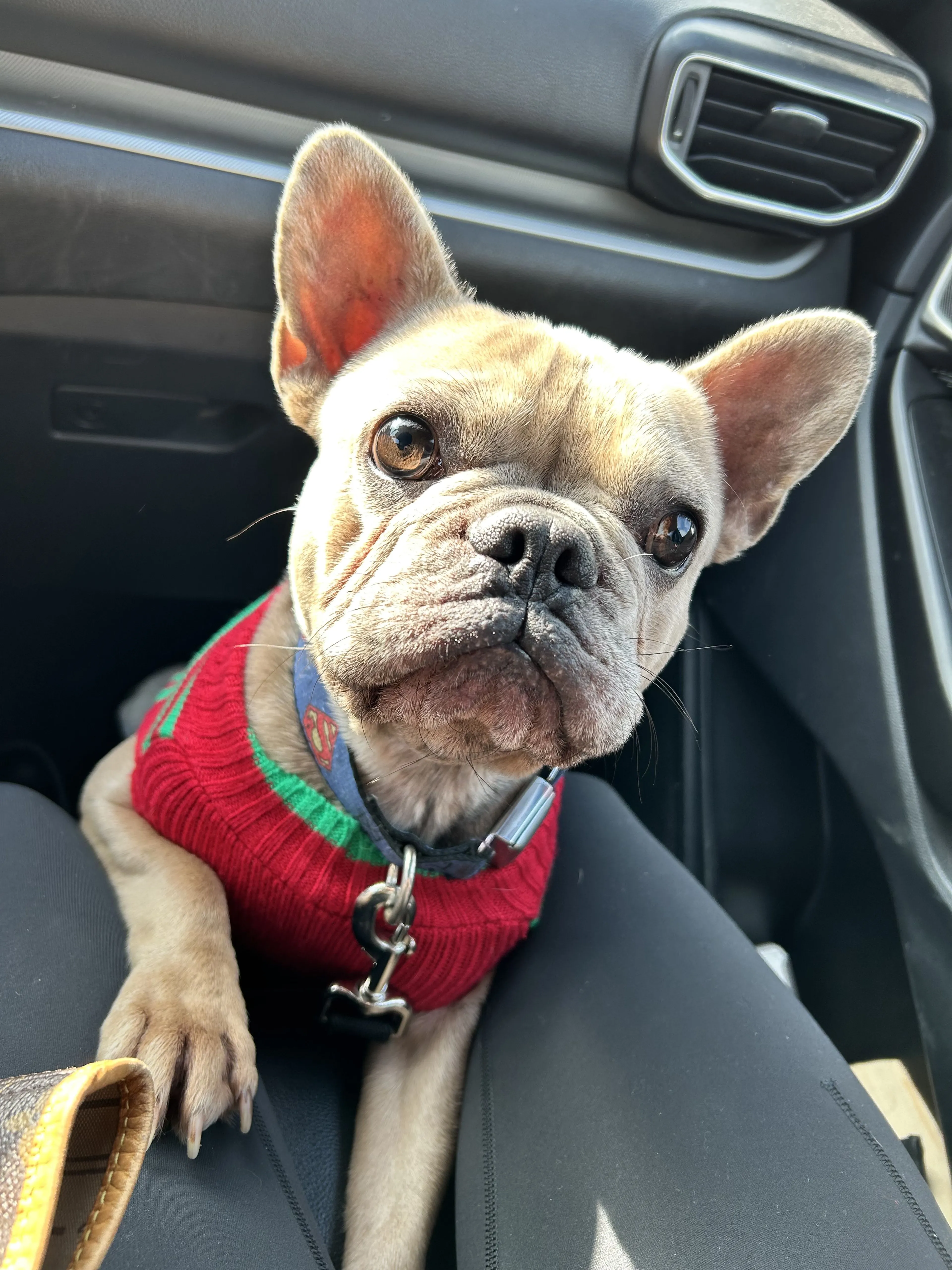 Lost pet-1