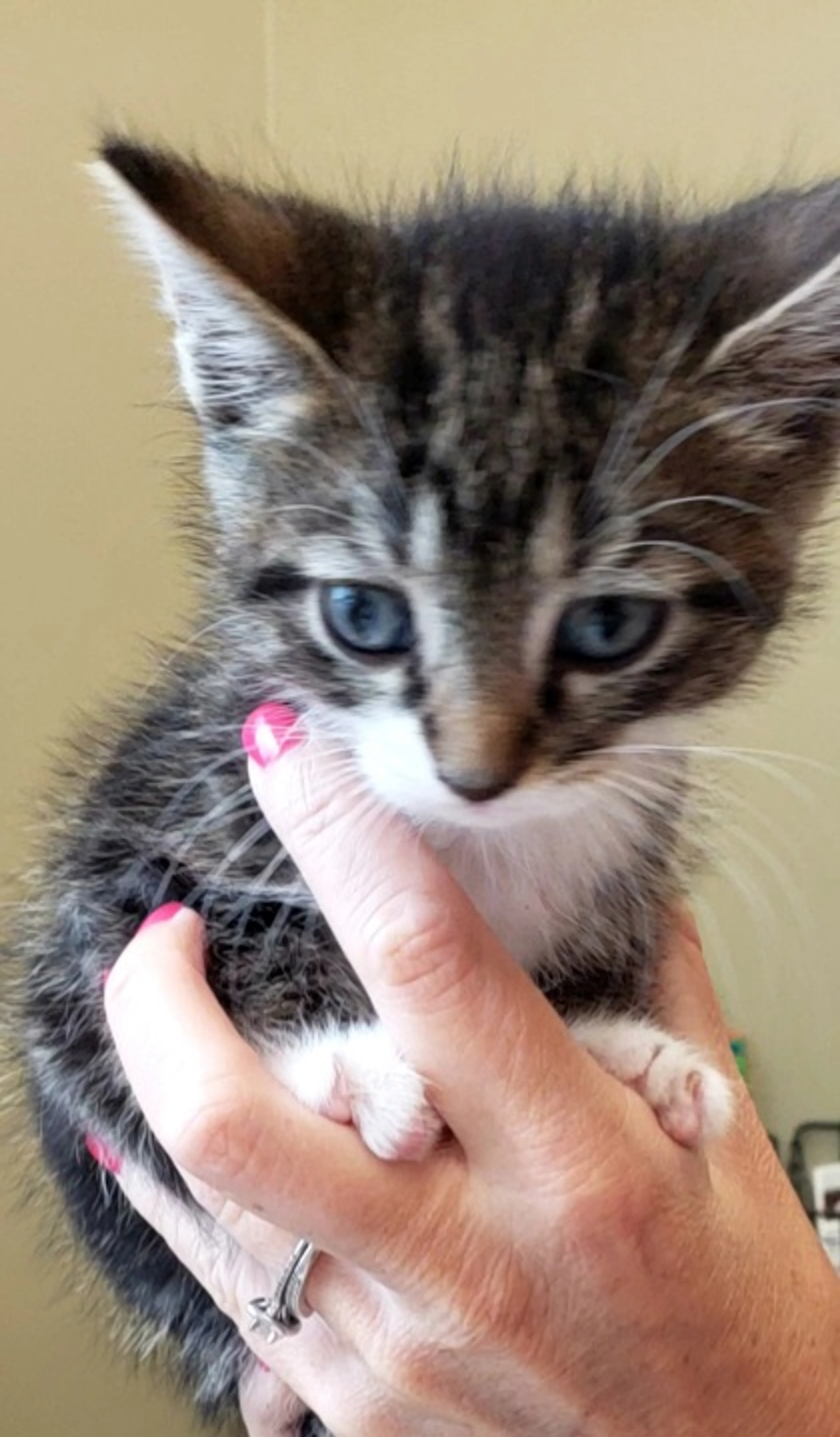 Found pet-1