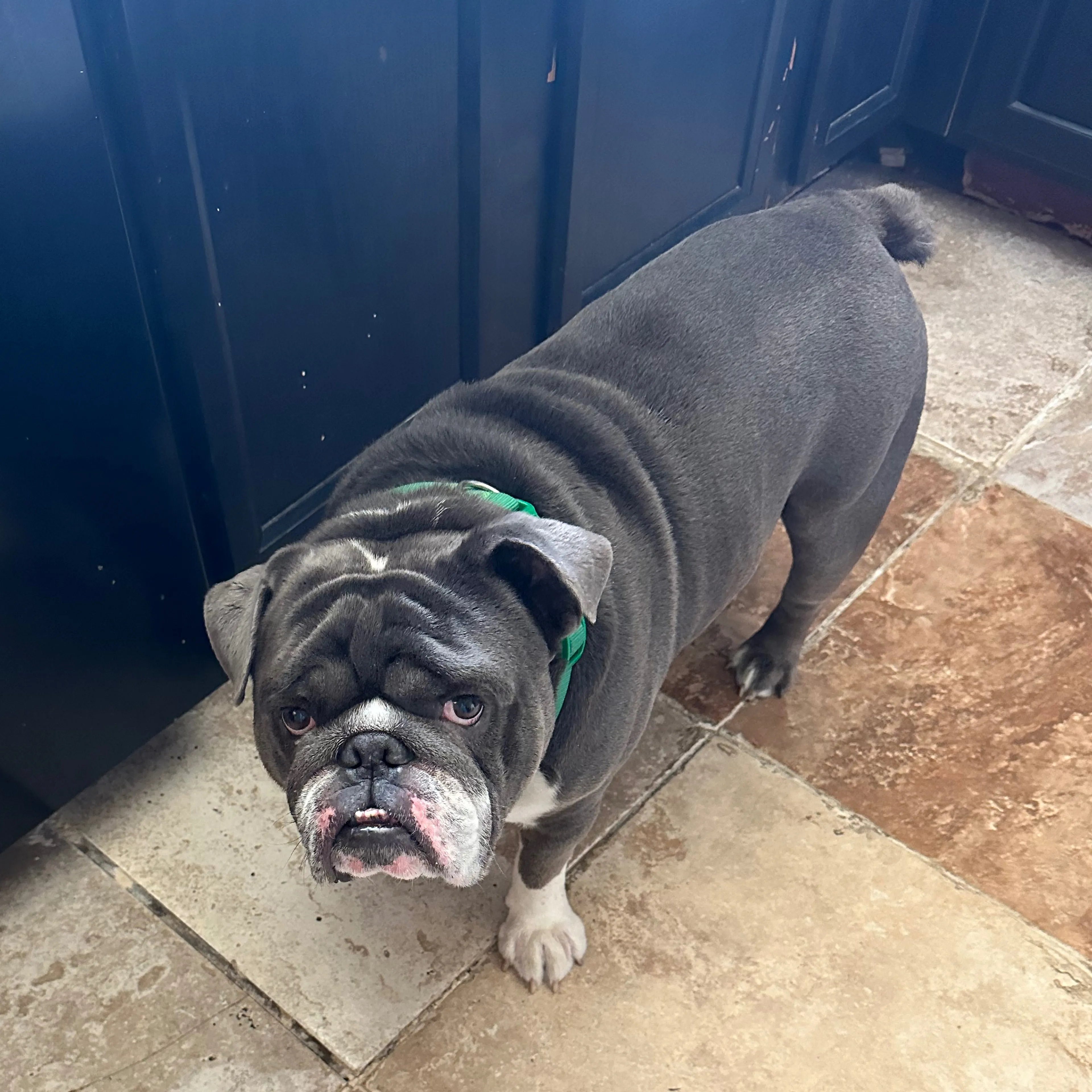 Lost pet-1
