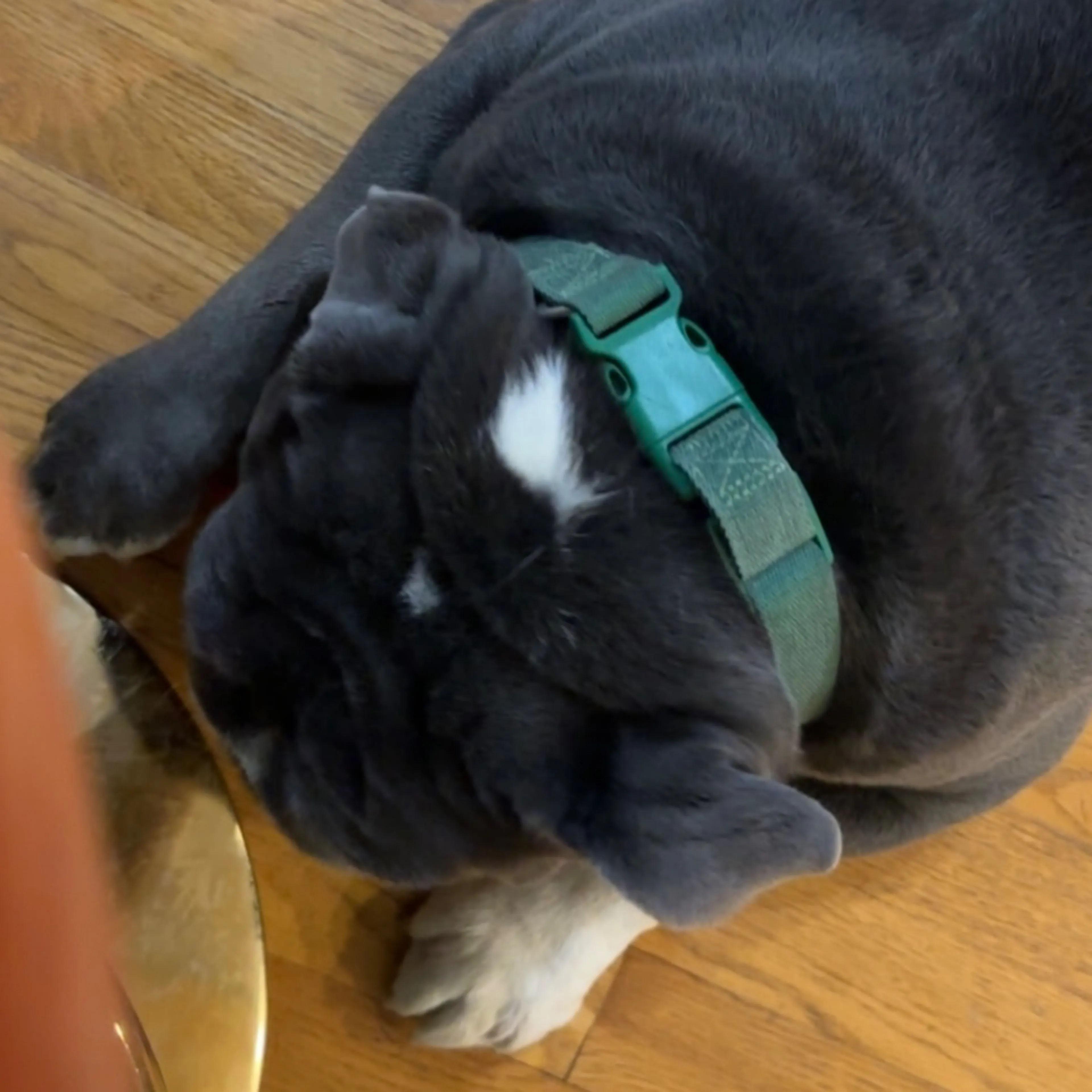 Lost pet-3
