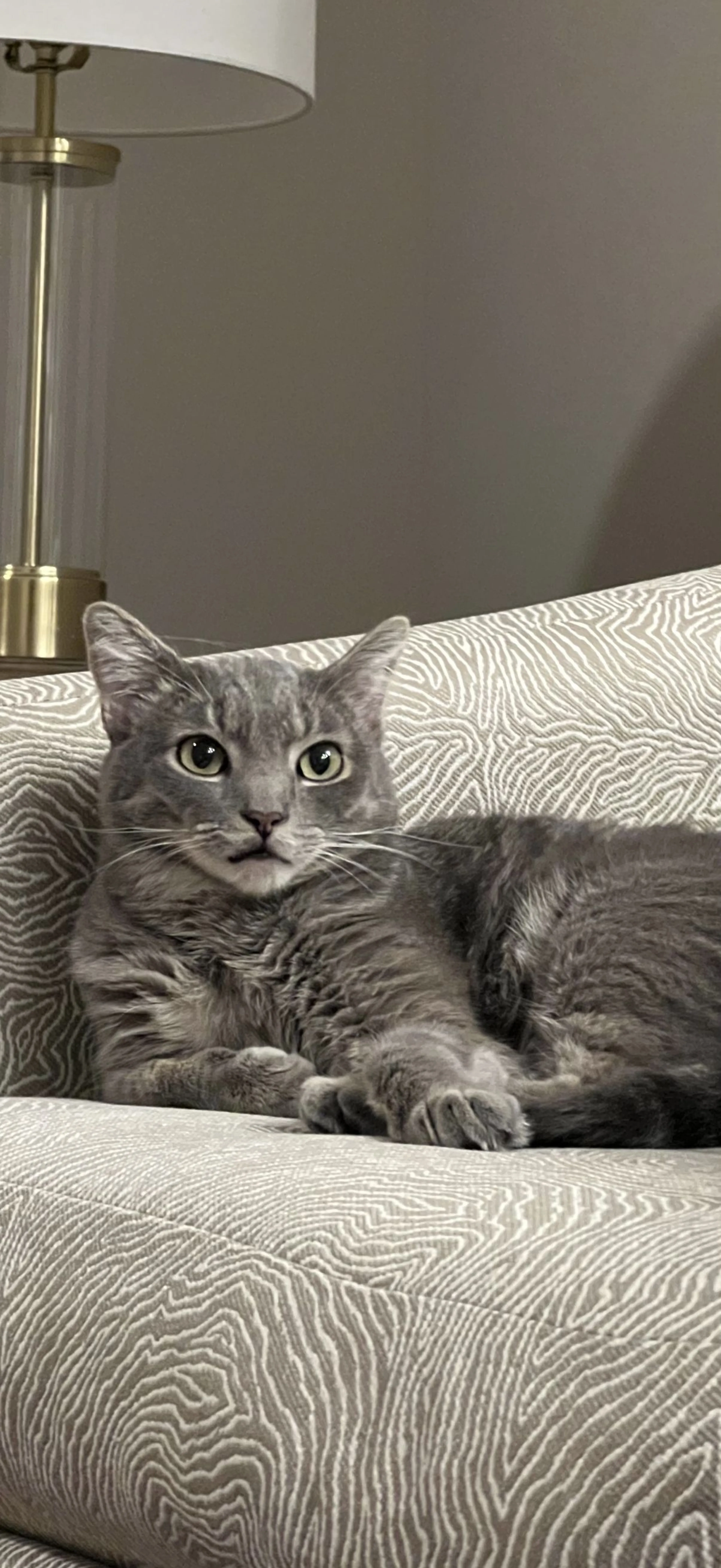 Lost pet-2