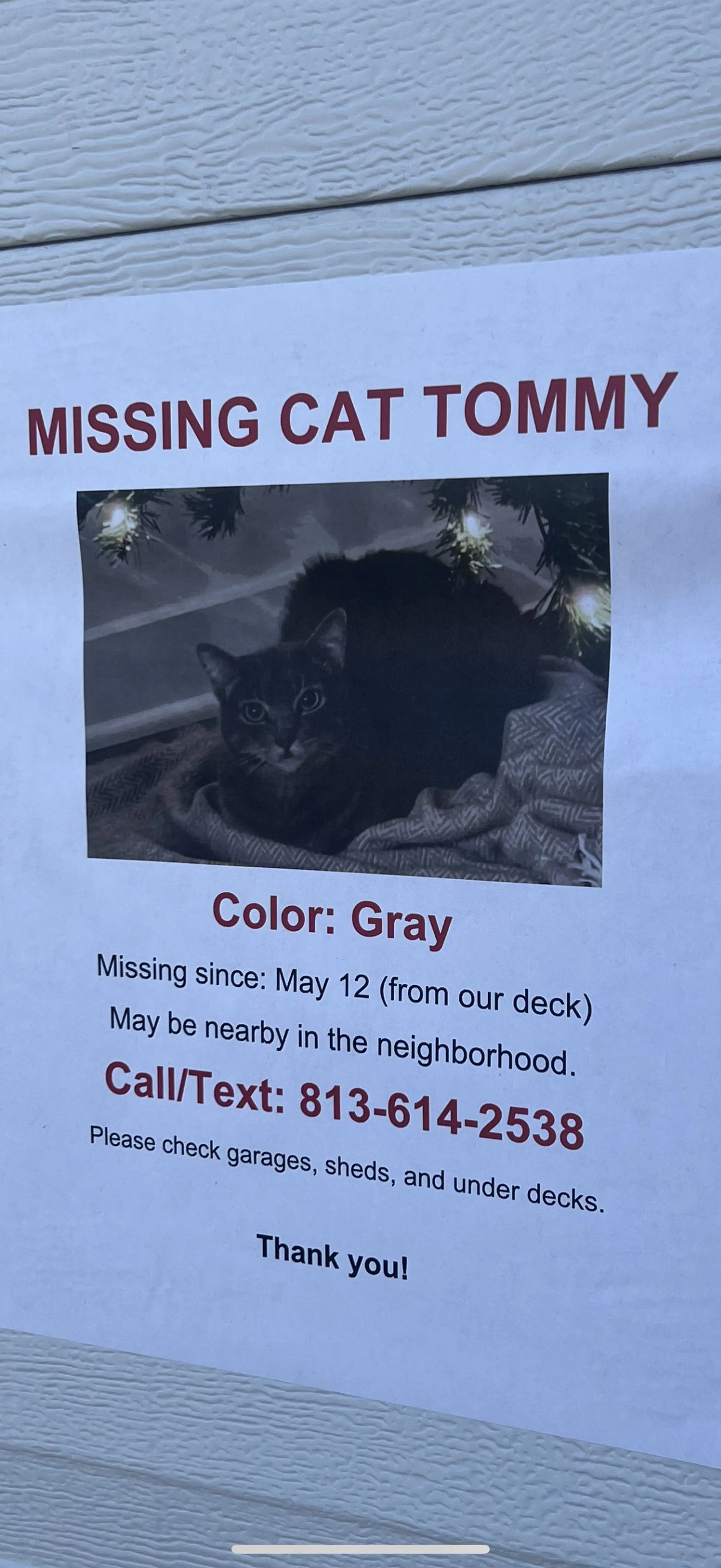 Lost pet-1