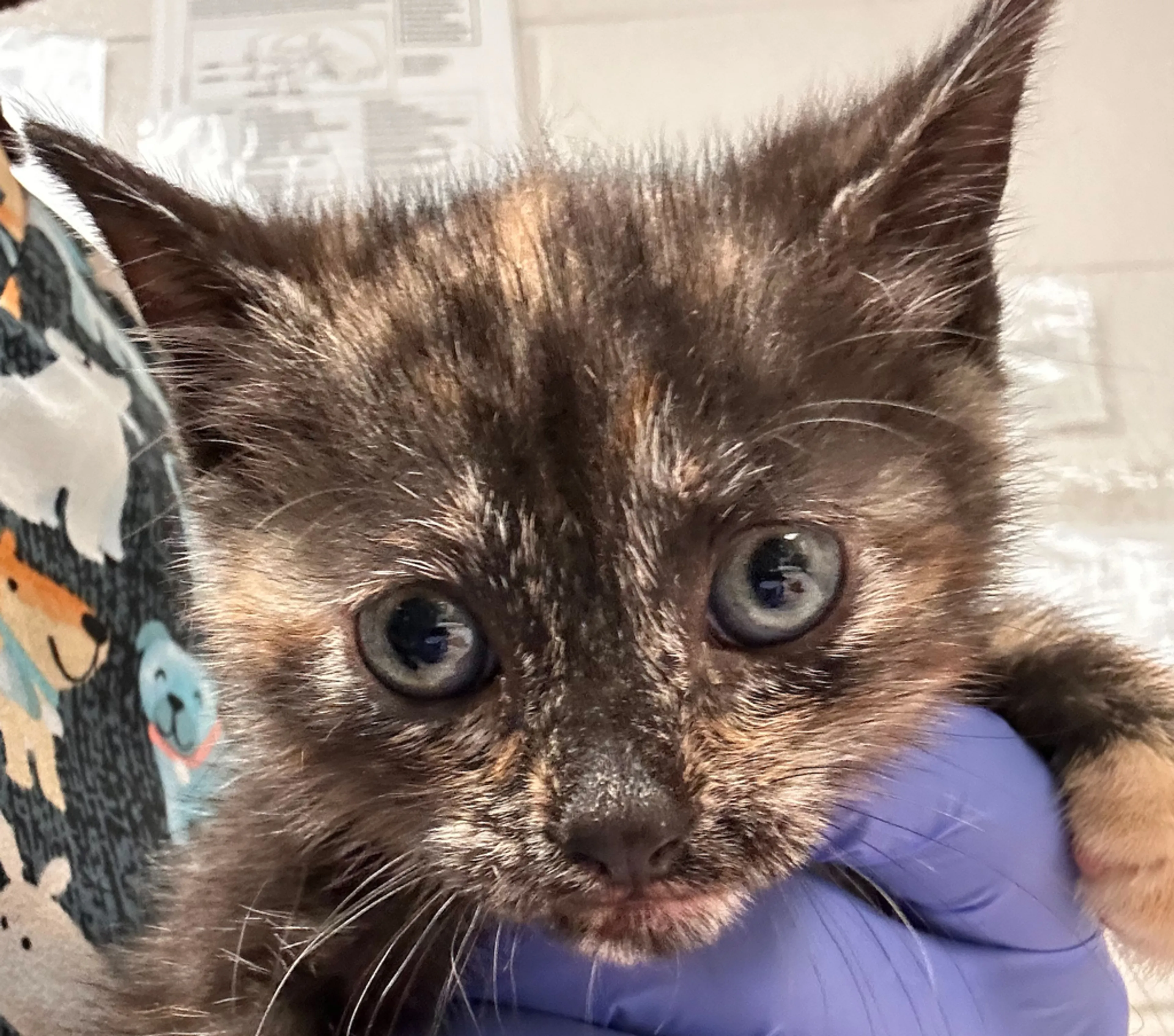 Found pet