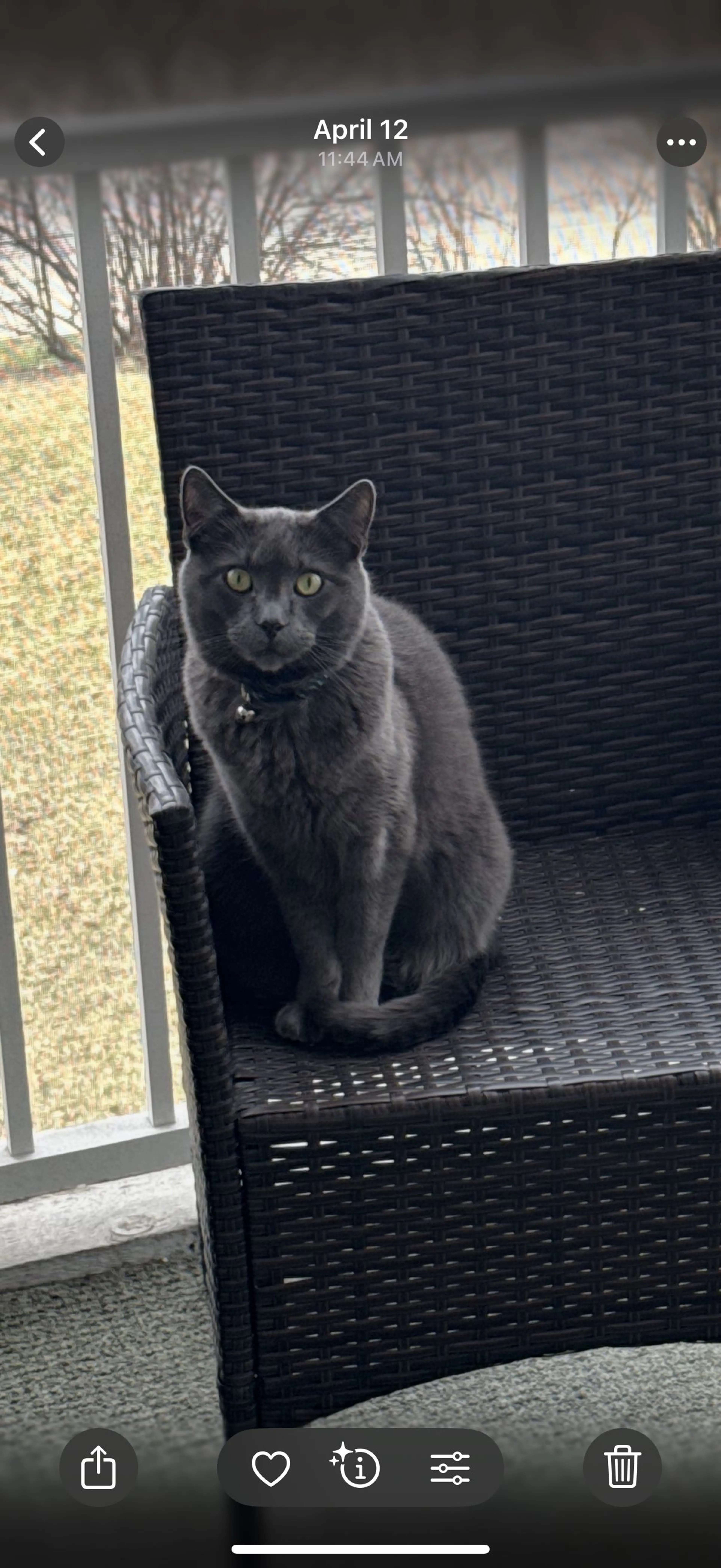 Lost pet-1