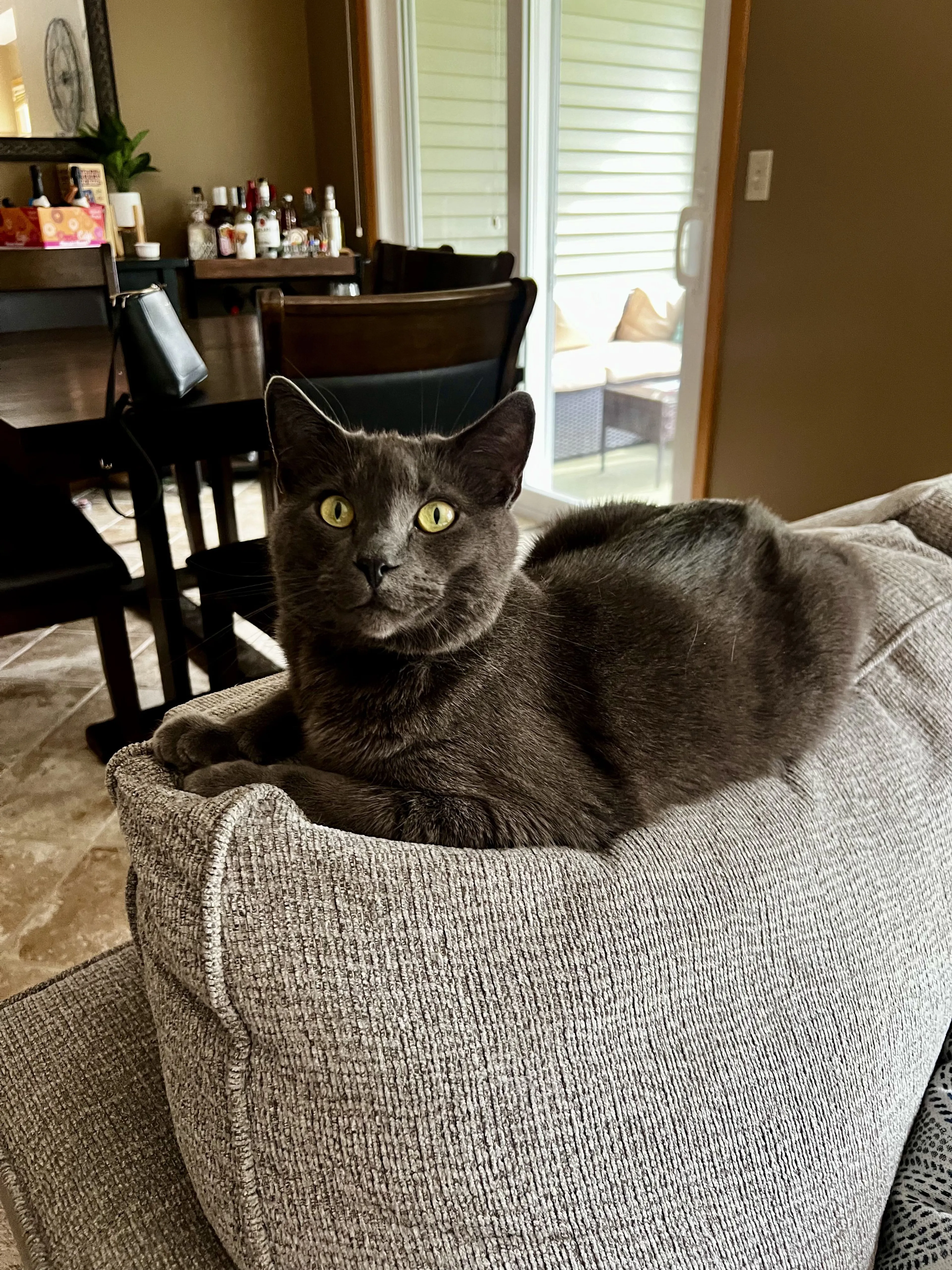 Lost pet-2