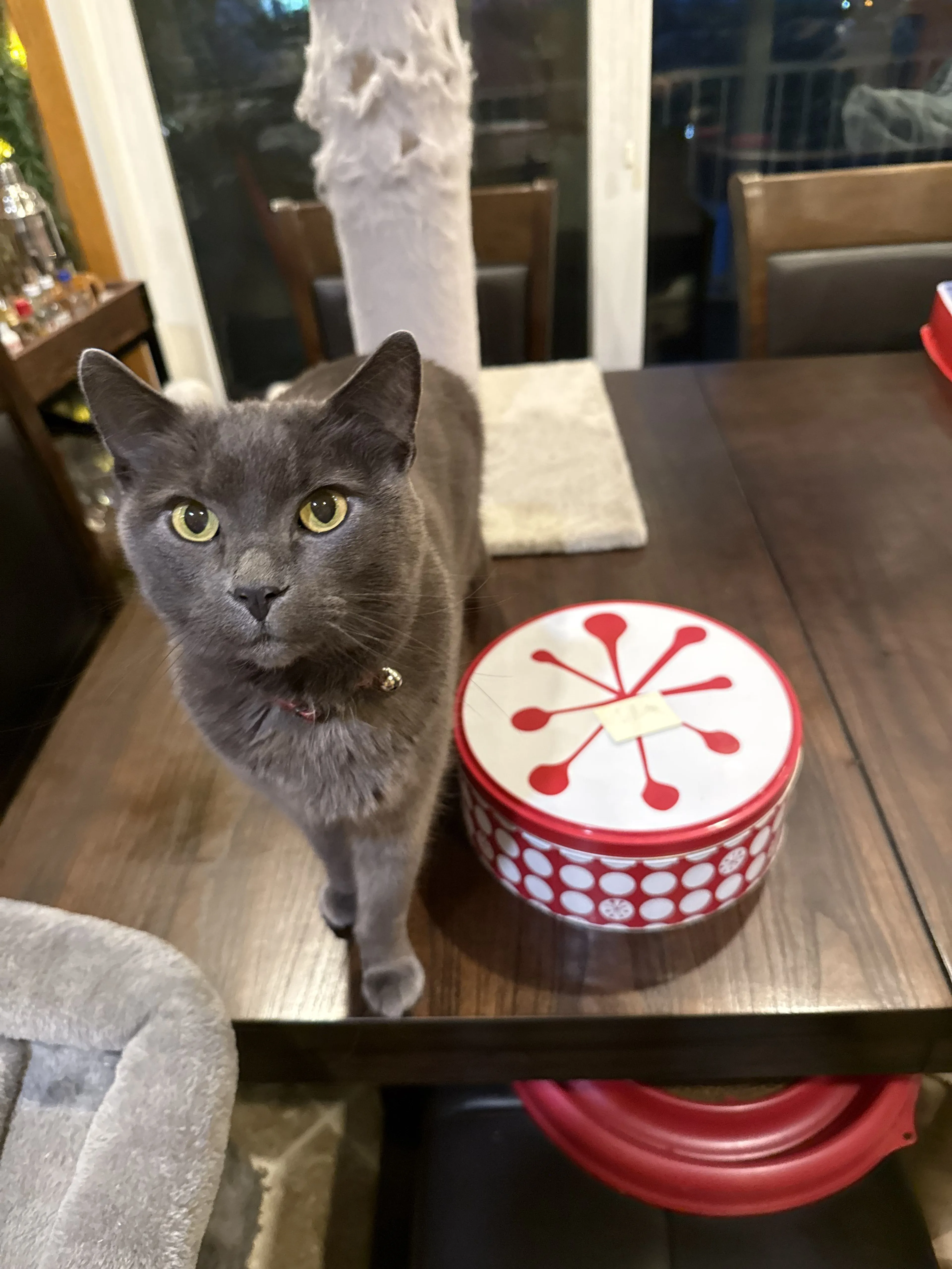 Lost pet-0