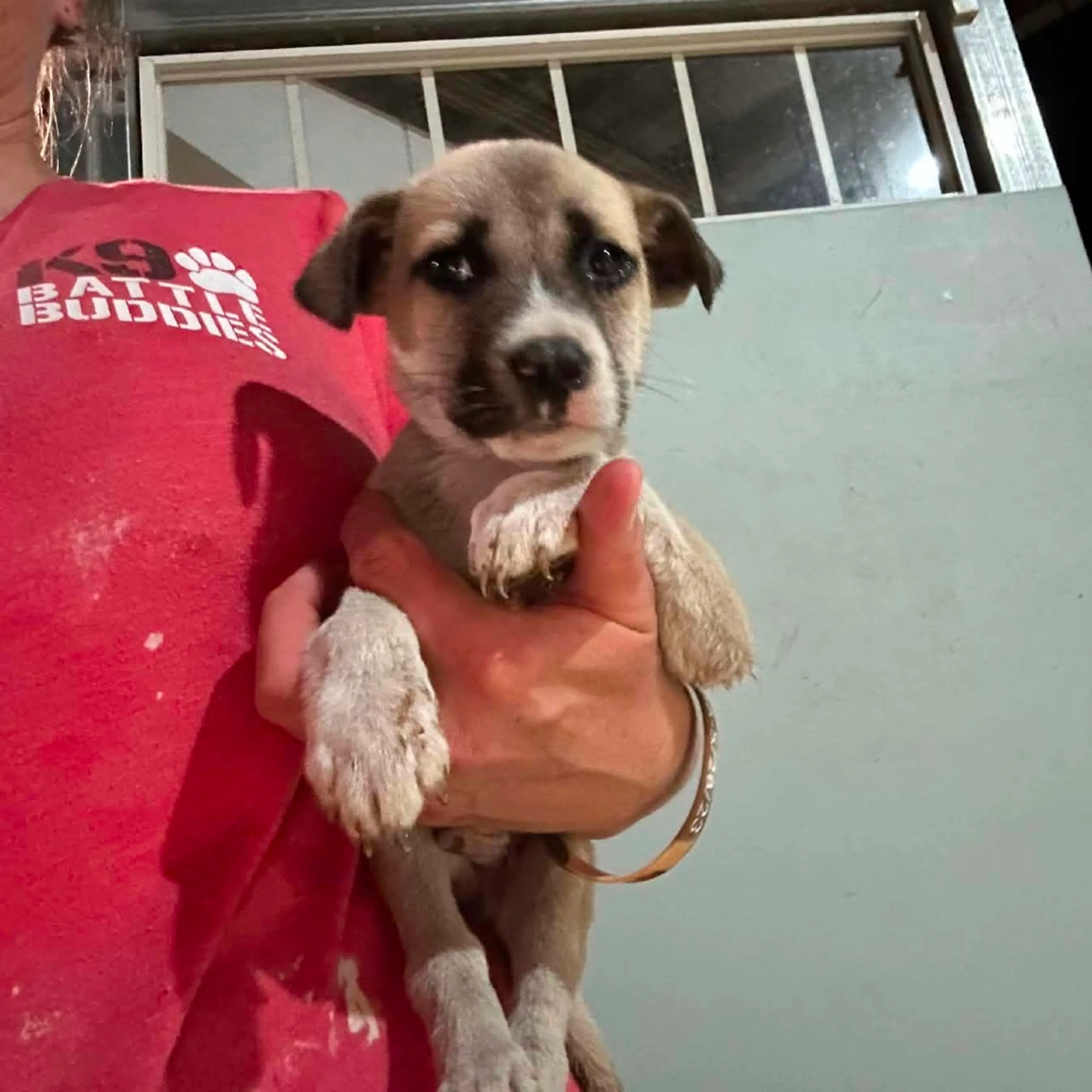 Found pet-2