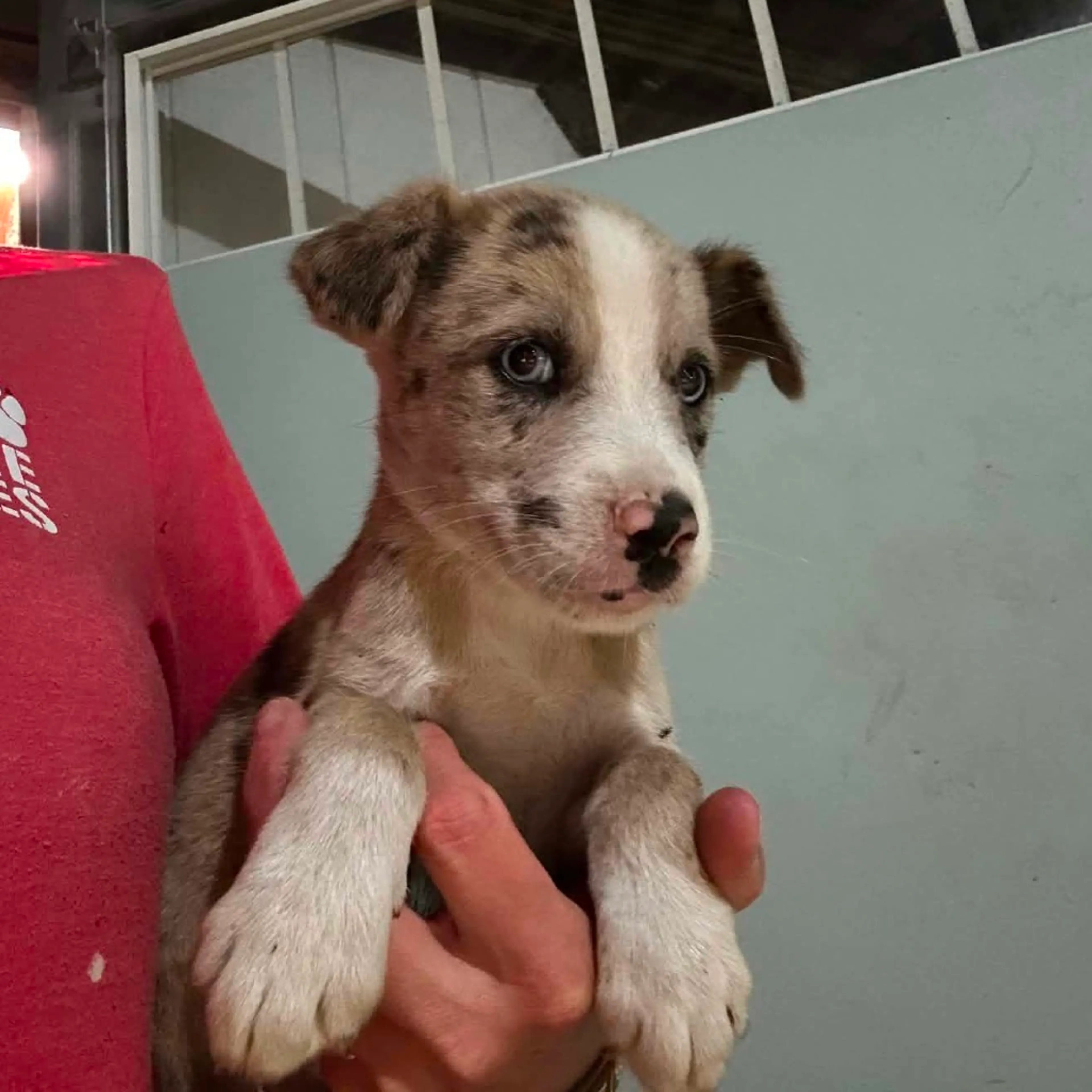 Found pet-1