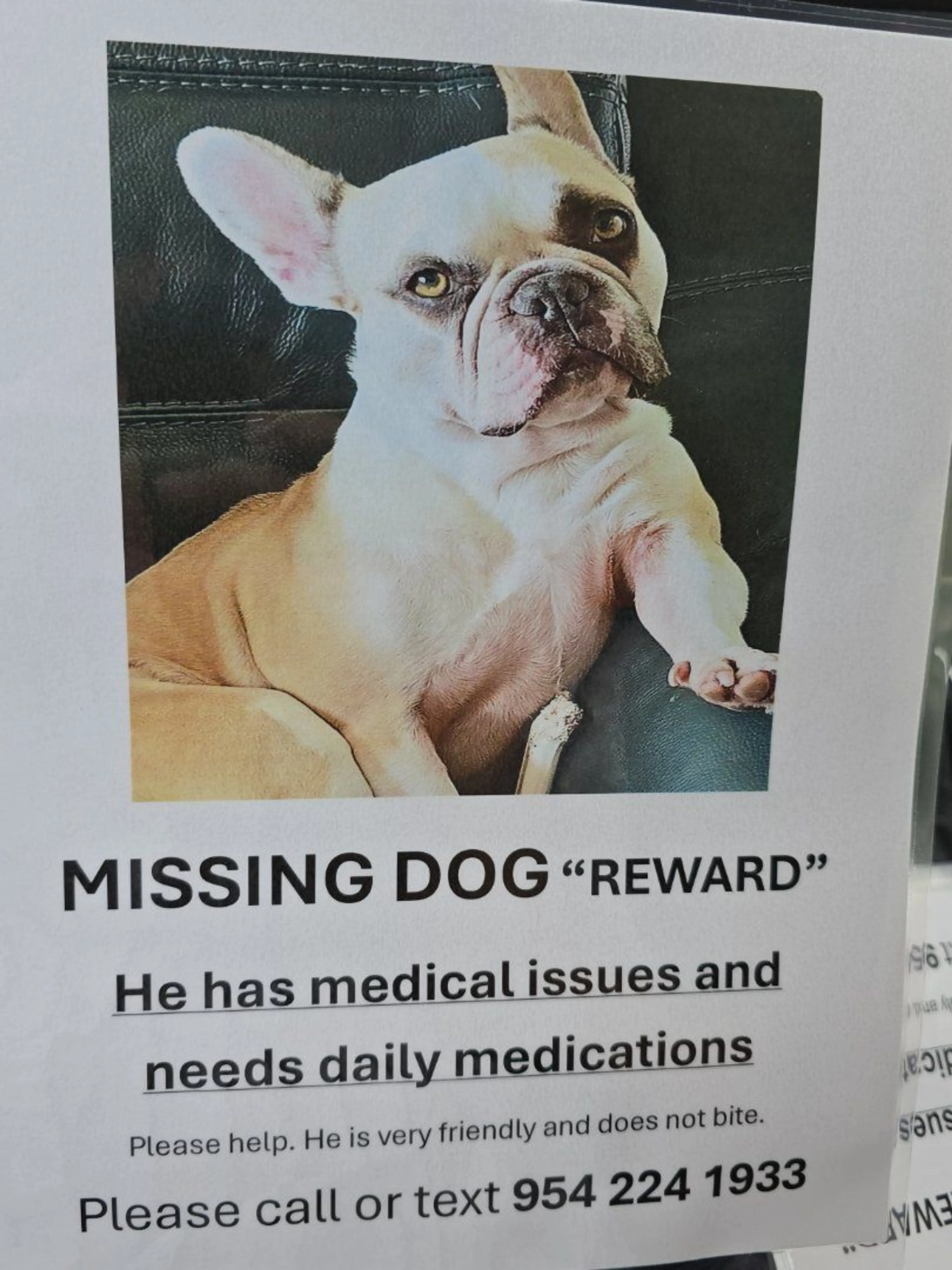 Lost pet