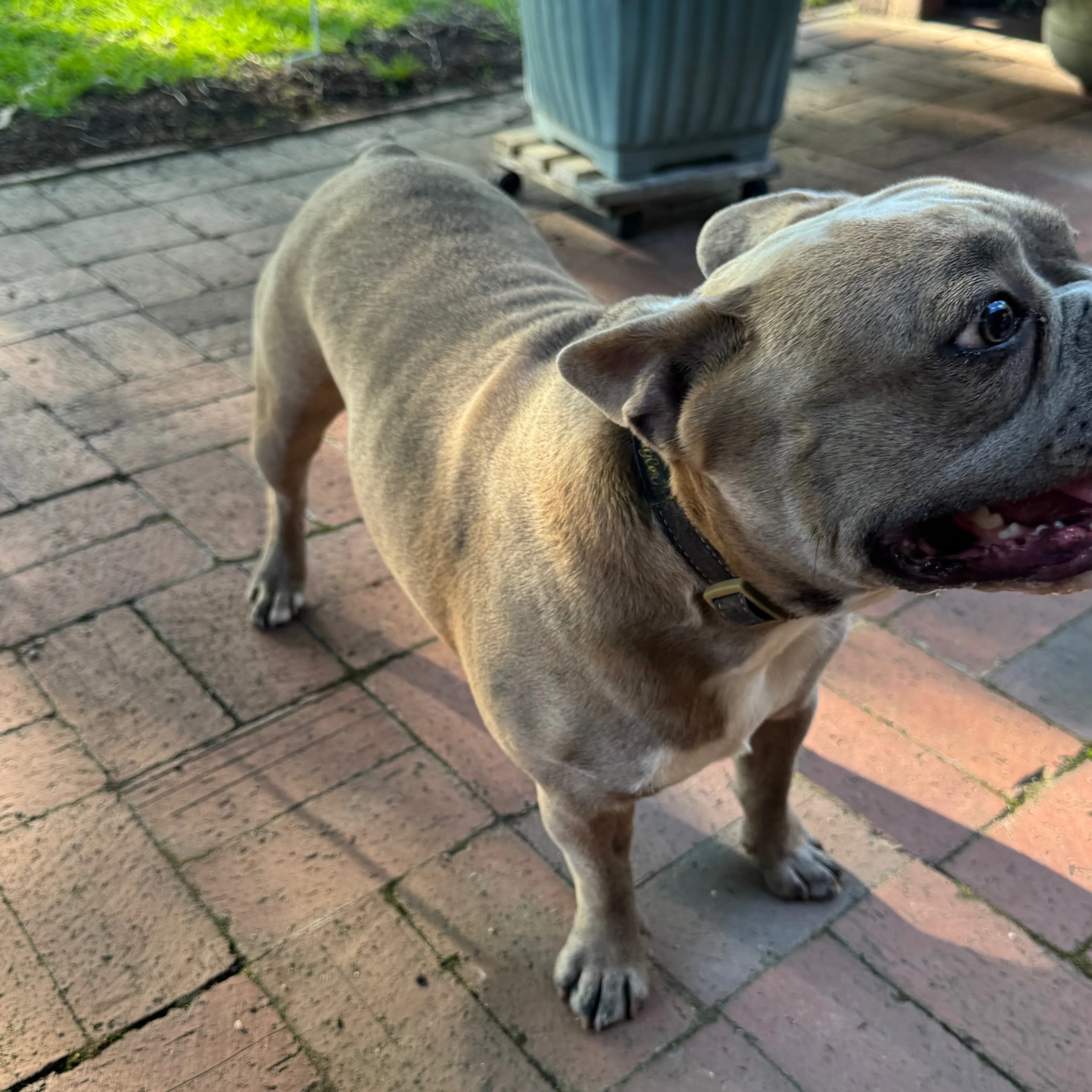Found pet-1