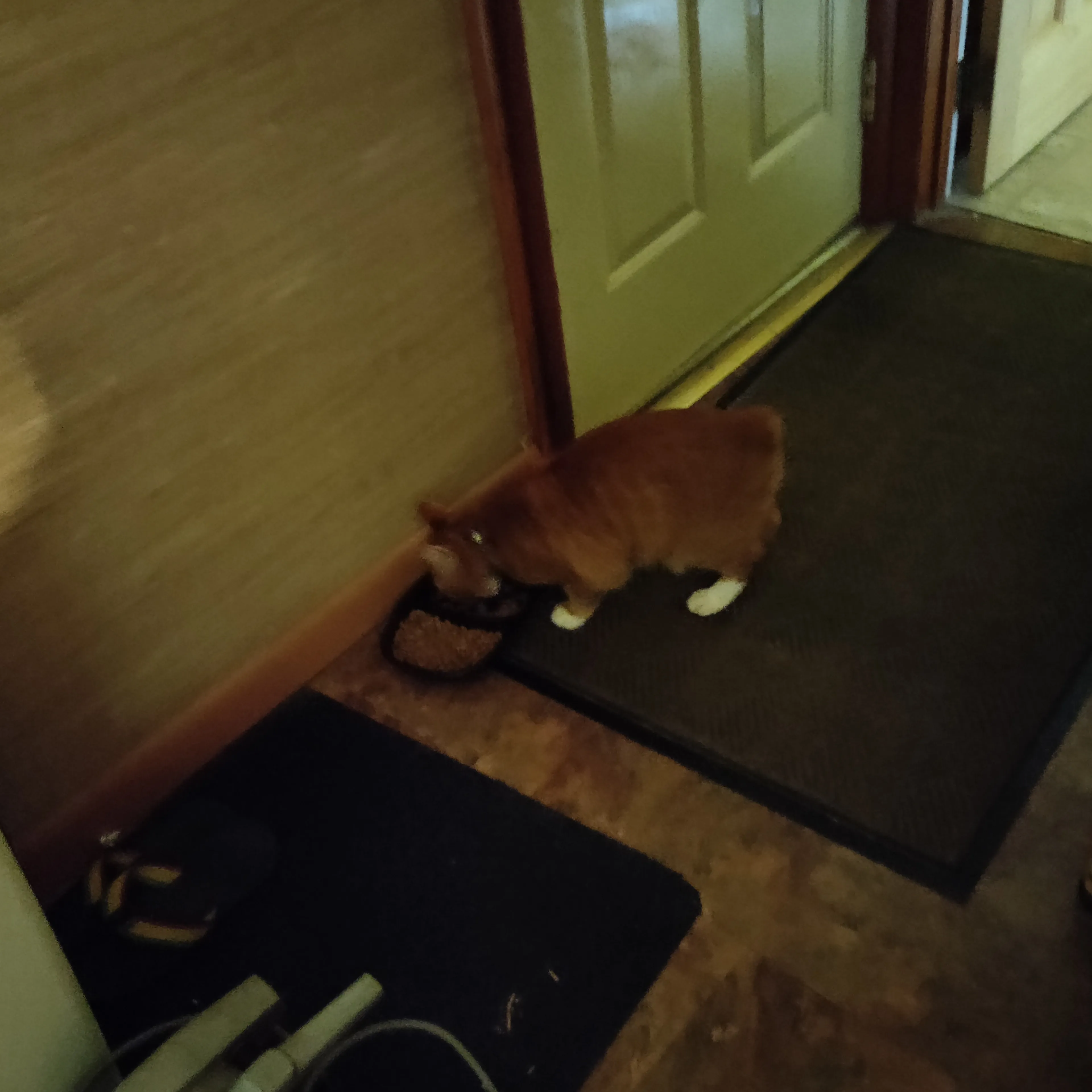 Lost pet-1