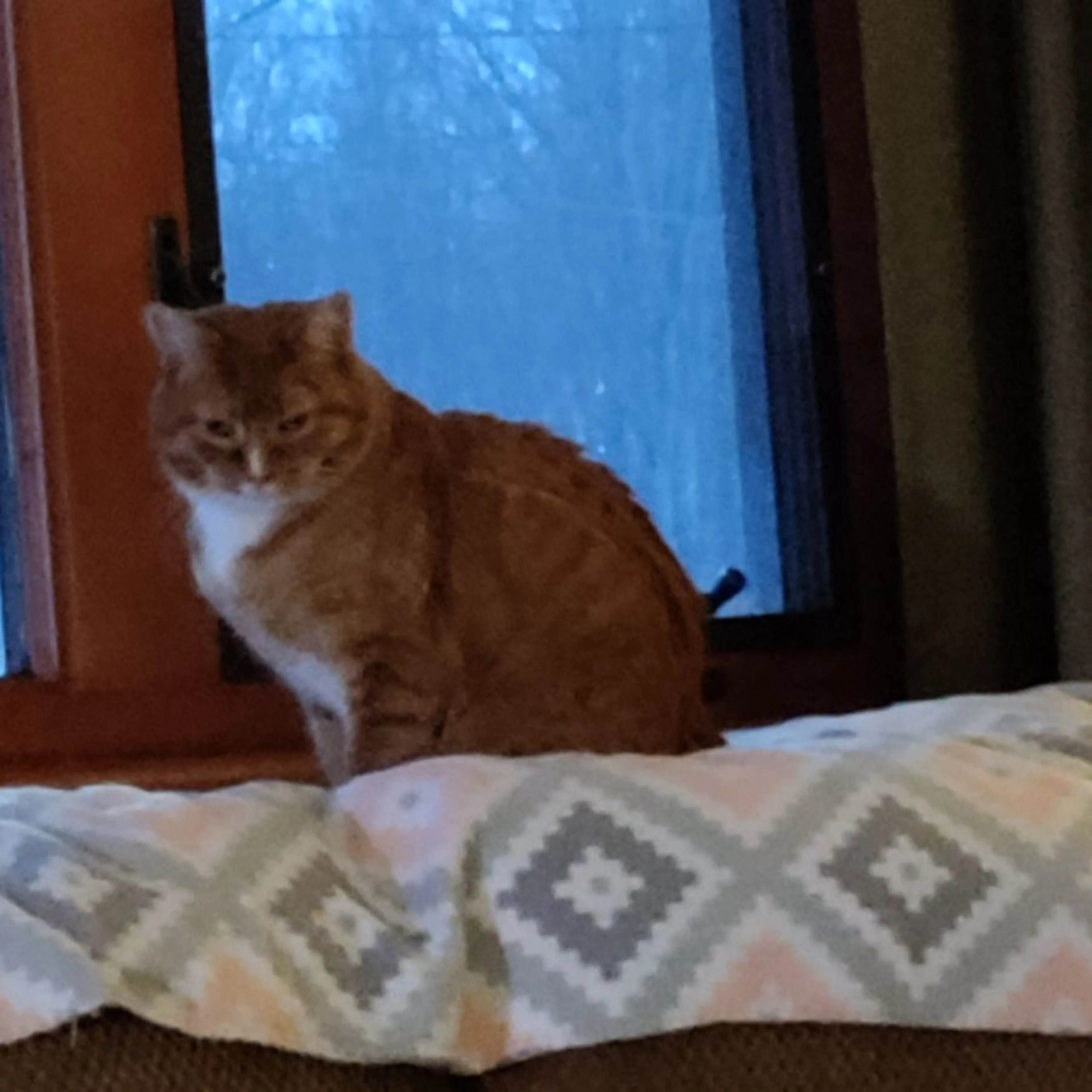 Lost pet-0