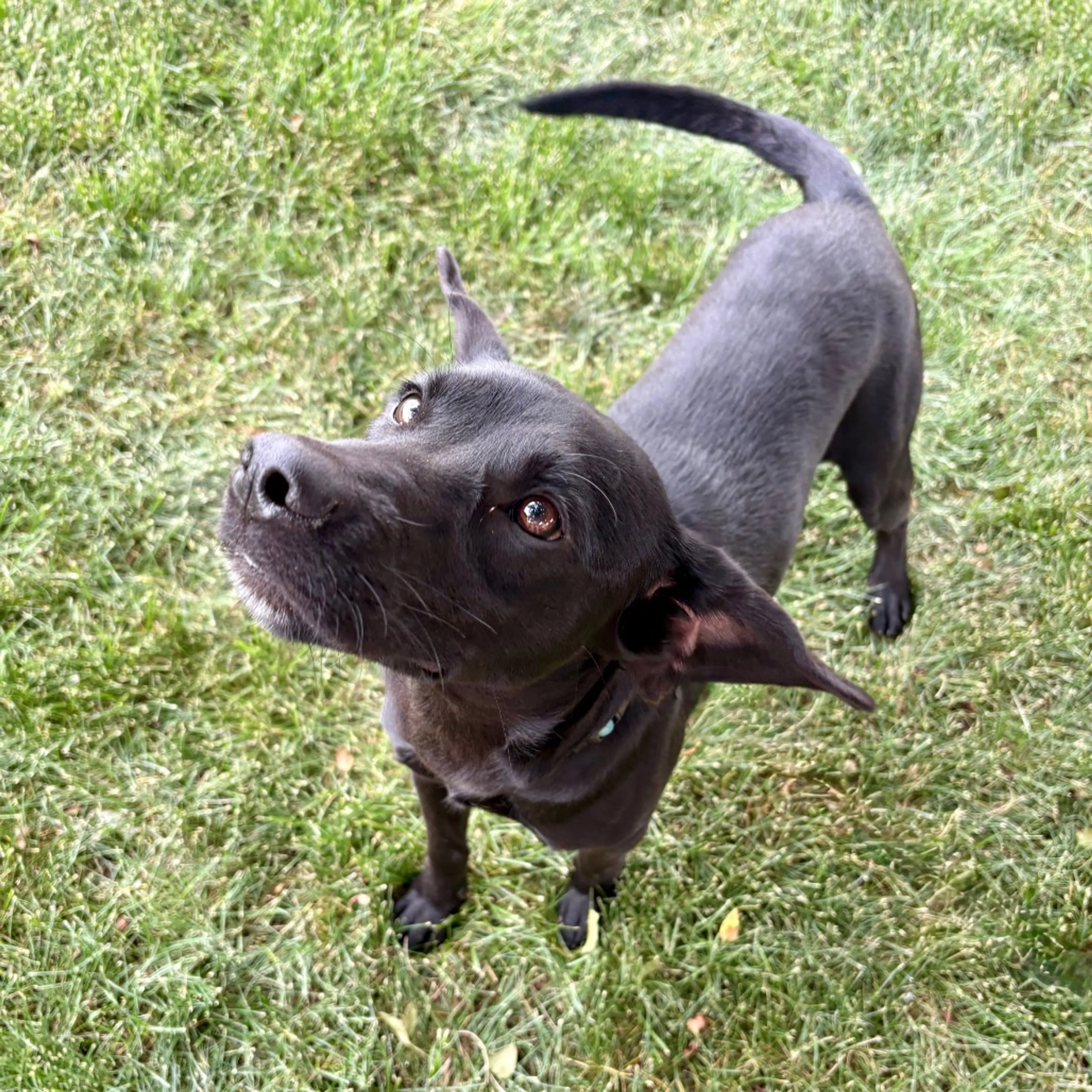 Found pet-12