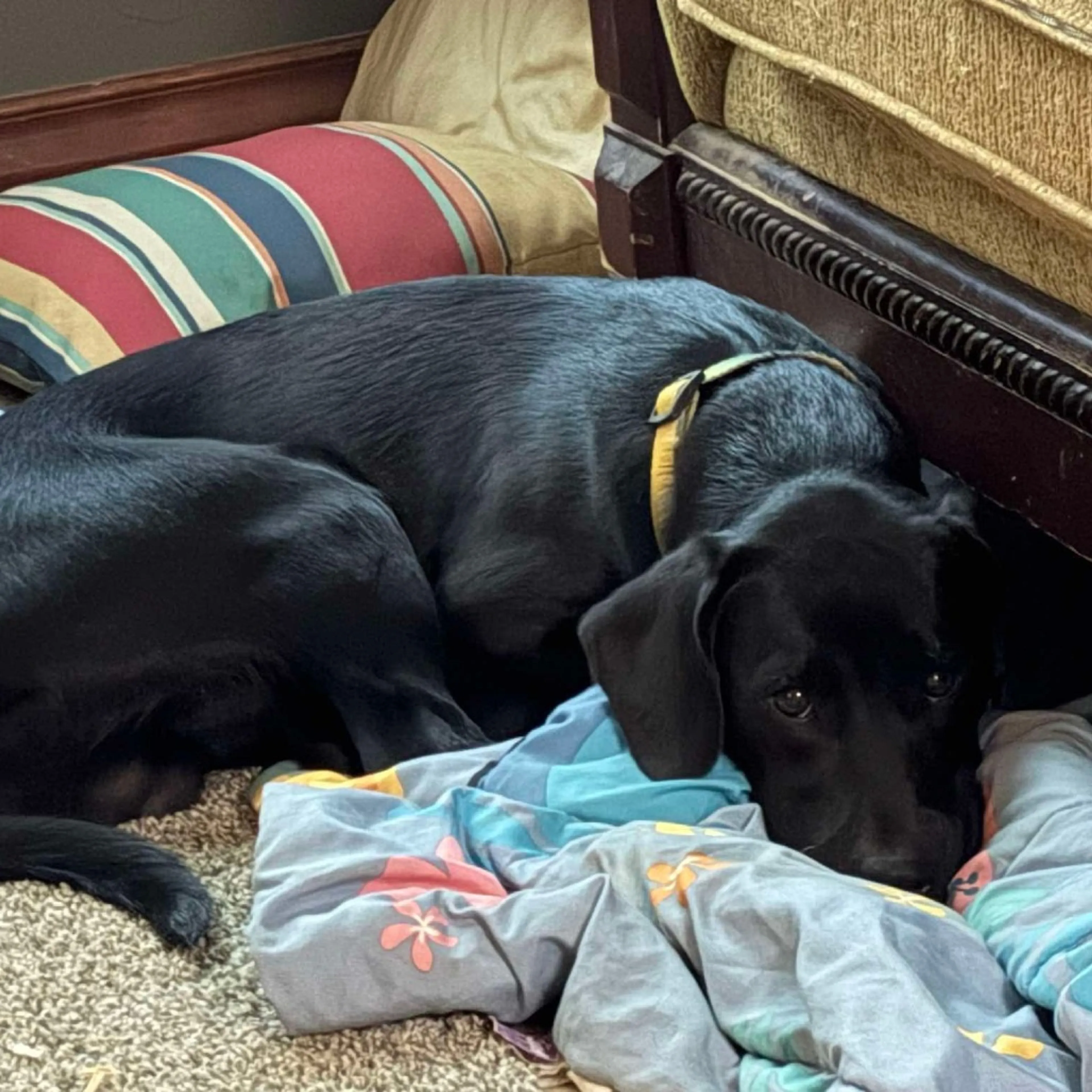 Found pet-14